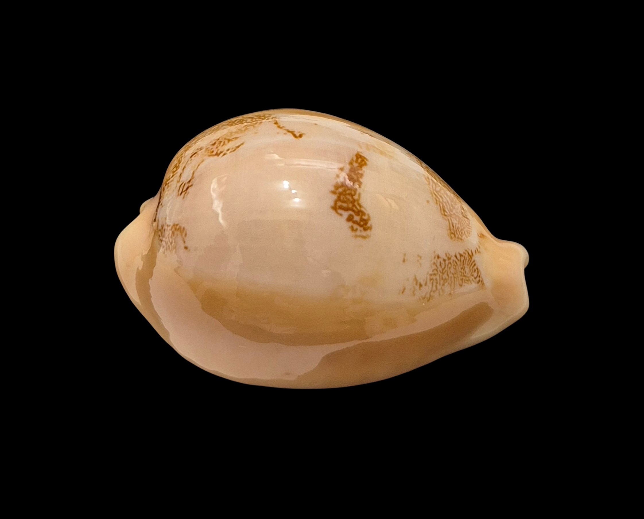 BC056 Hiraseadusta sakuraii - Image 2