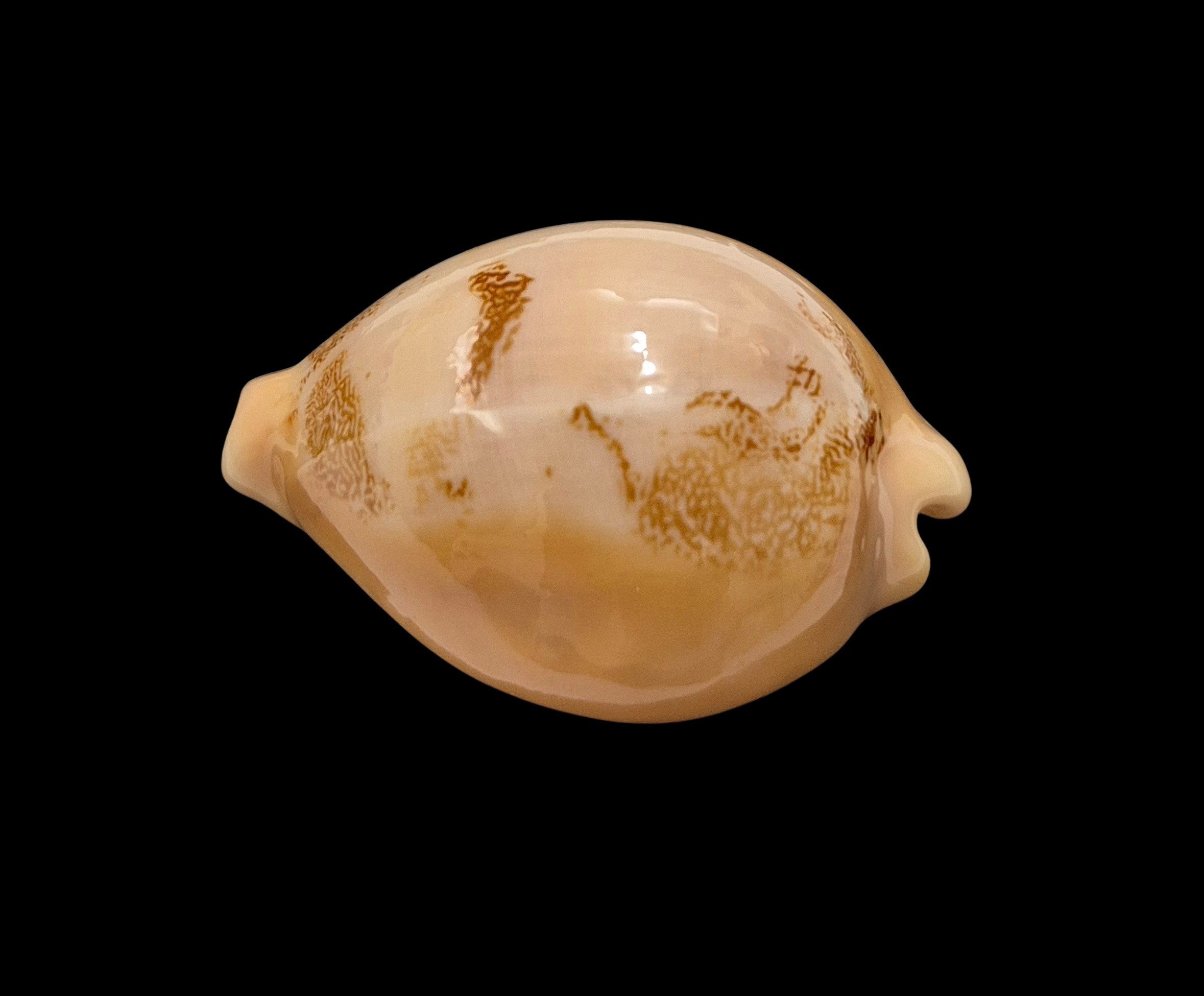 BC056 Hiraseadusta sakuraii - Image 3