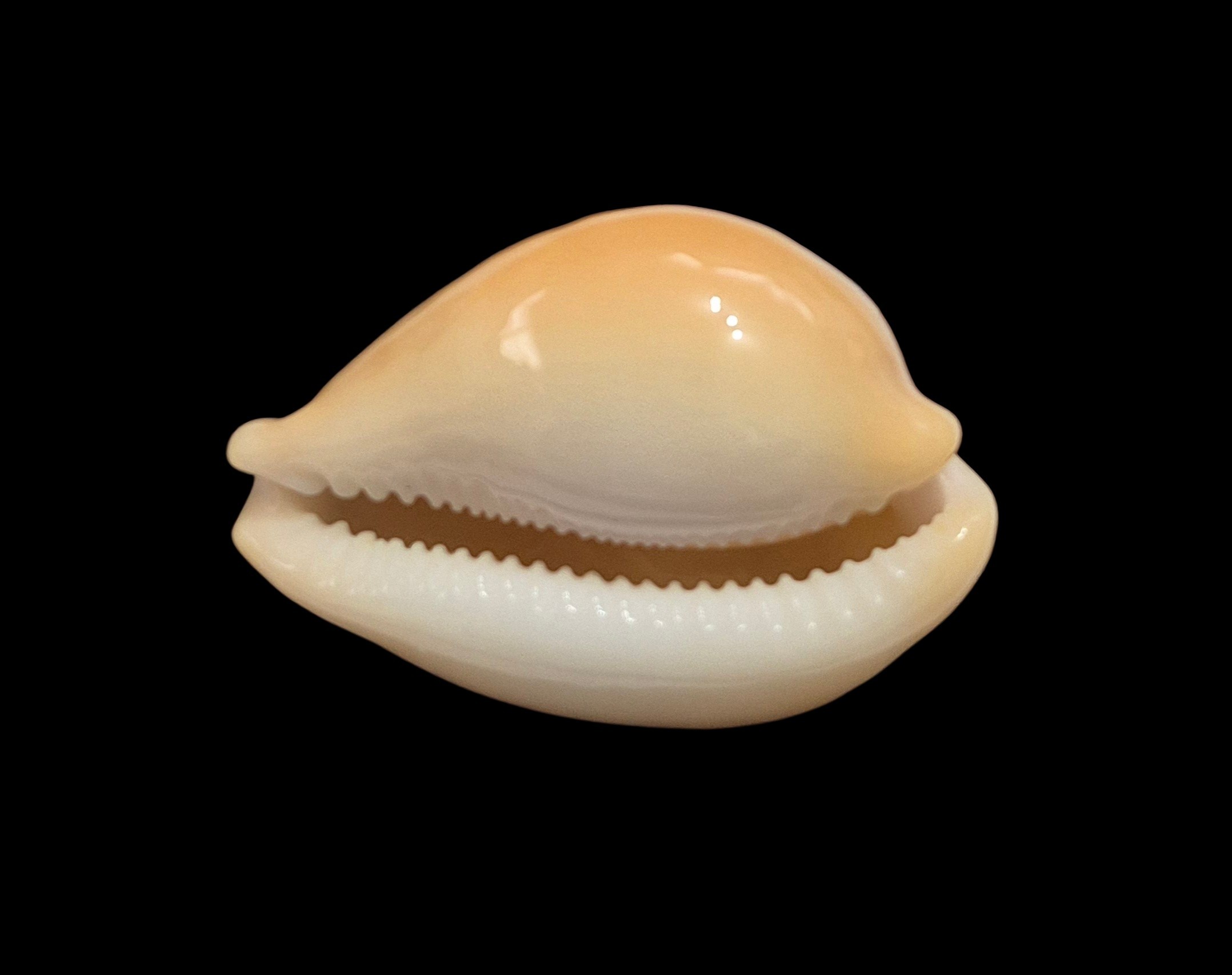 BC056 Hiraseadusta sakuraii - Image 5
