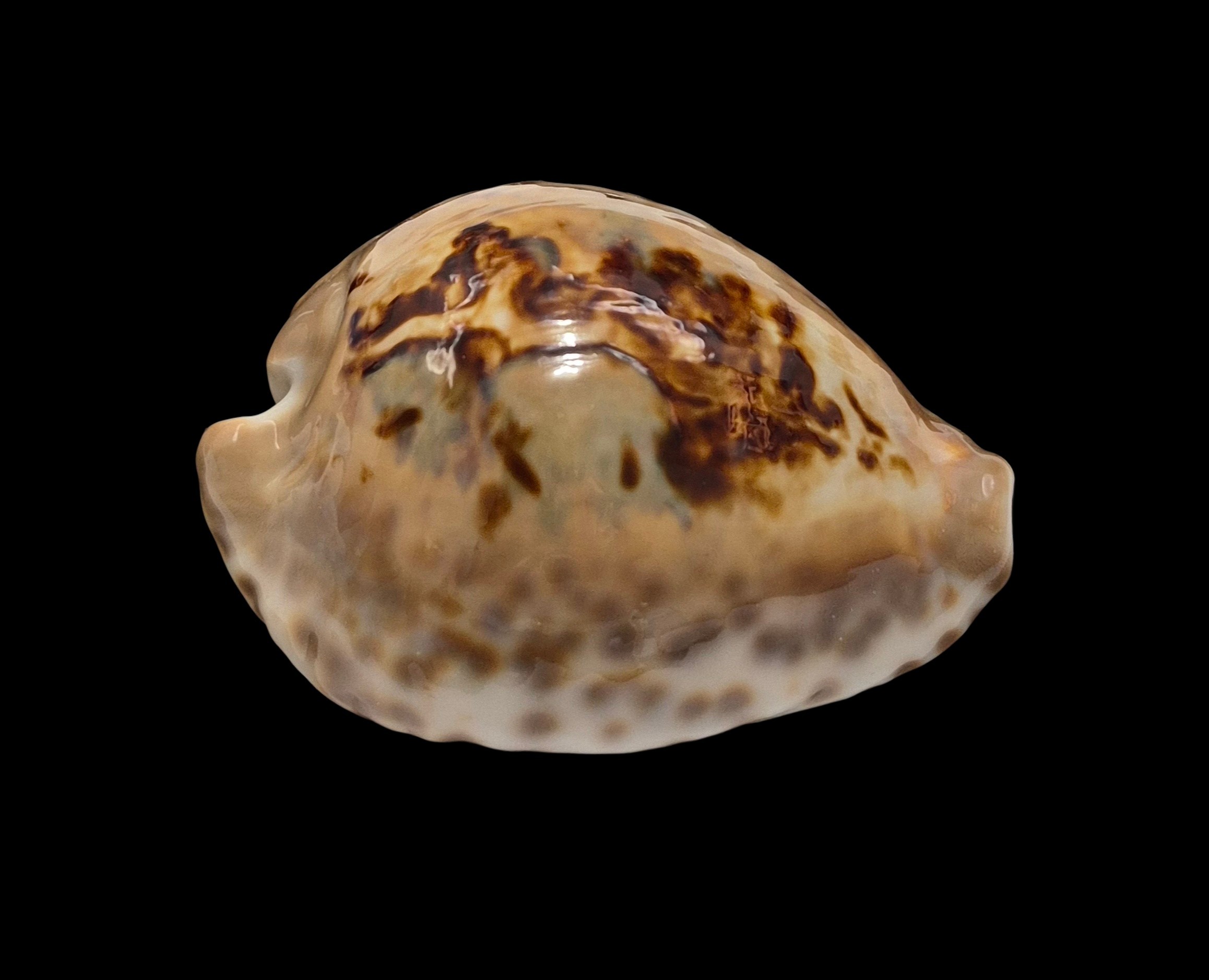 BC413 Barycypraea teulerei - LARGE BEAUTY from OLD TIMES - Image 2