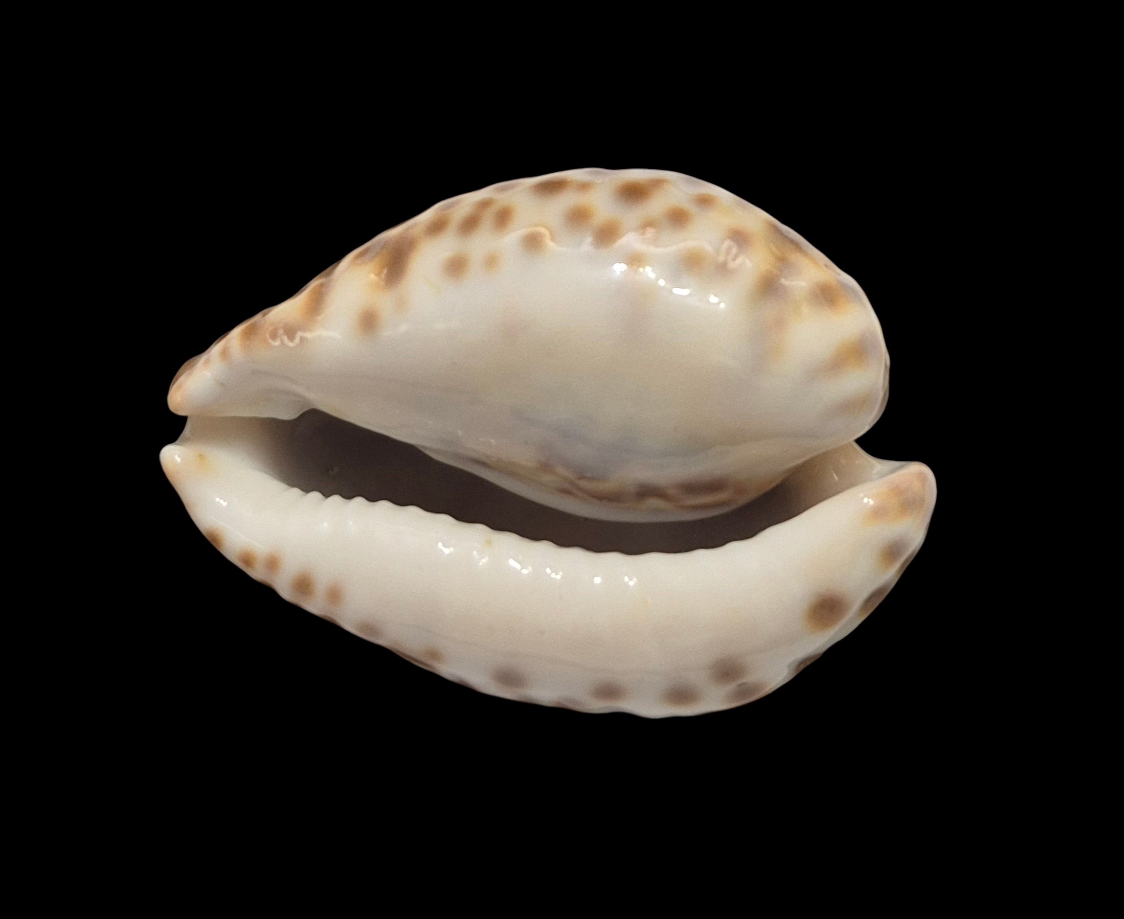 BC413 Barycypraea teulerei - LARGE BEAUTY from OLD TIMES - Image 5