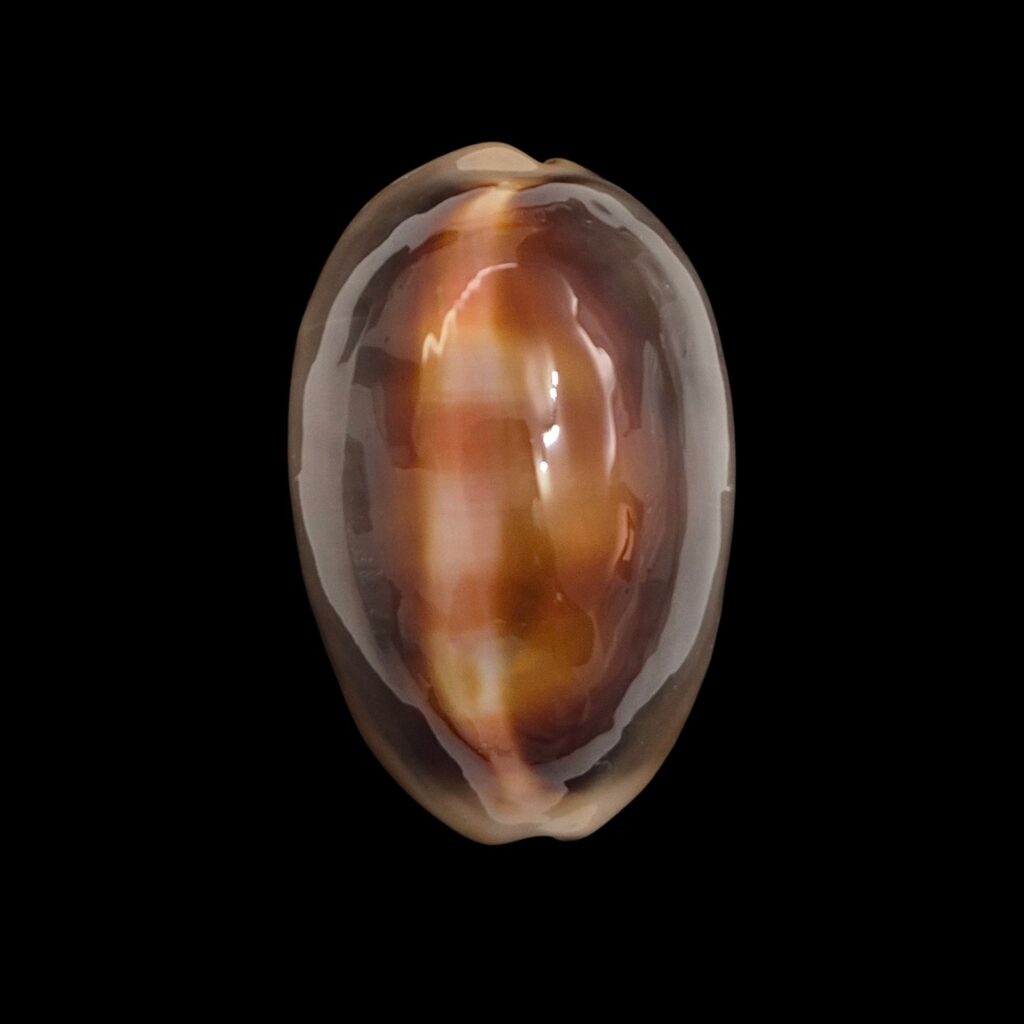BC134 Lyncina ventriculus - LARGE and DARK