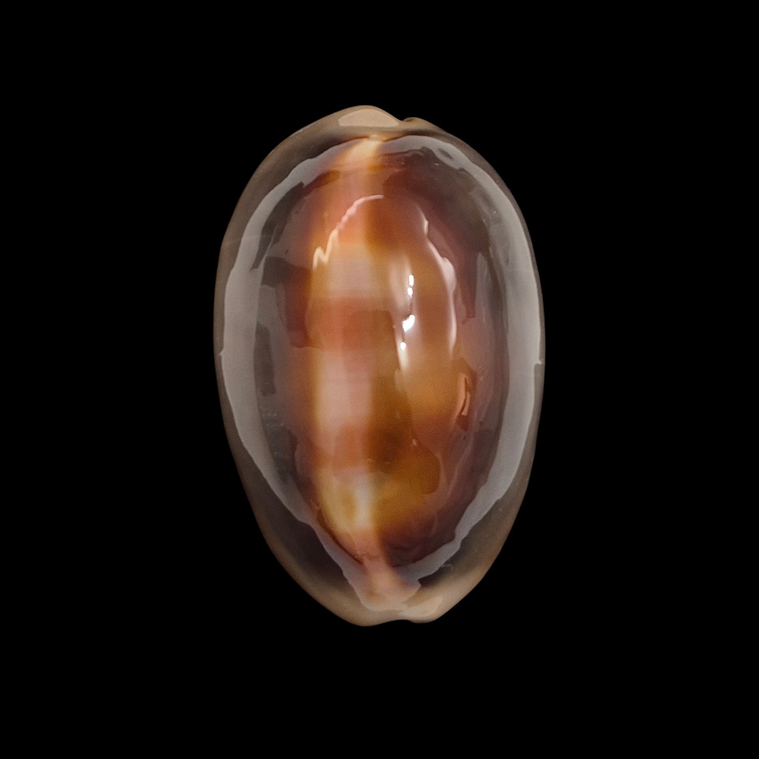BC134 Lyncina ventriculus - LARGE and DARK