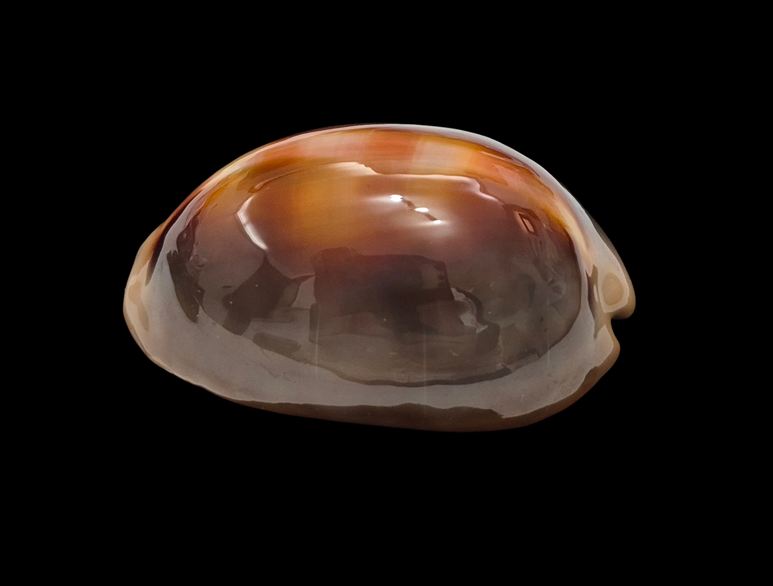 BC134 Lyncina ventriculus - LARGE and DARK - Image 3