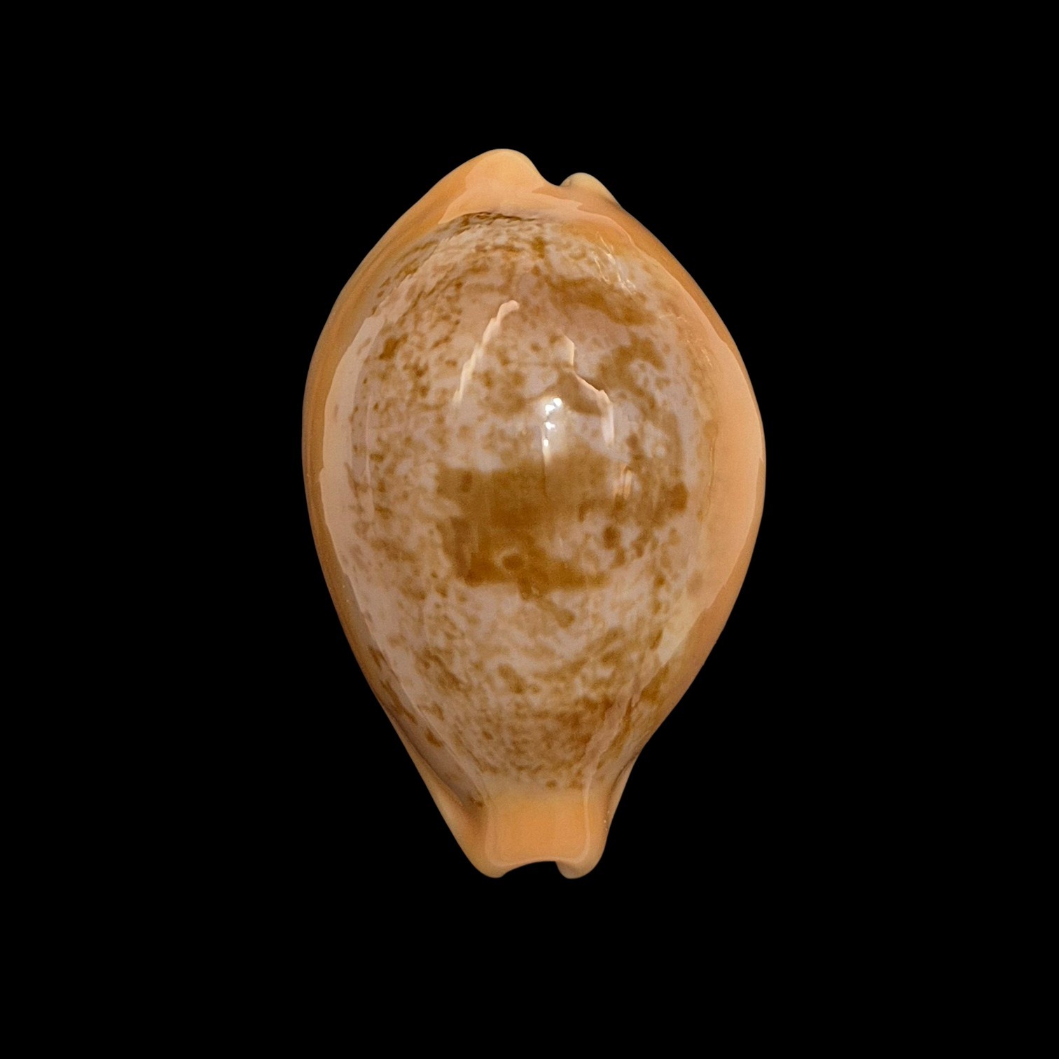BC184 Austrasiatica langfordi poppeorum - SELECTED