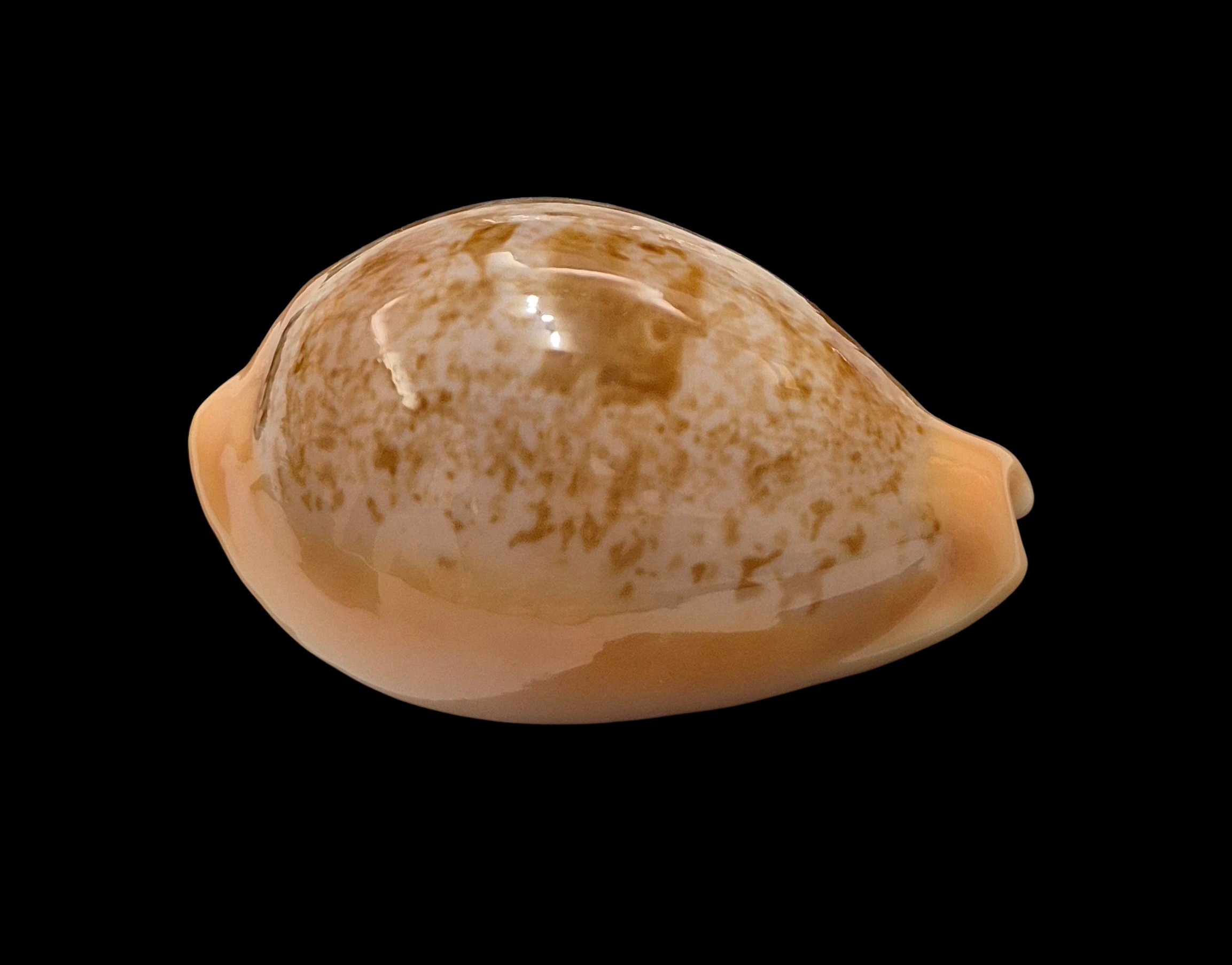 BC184 Austrasiatica langfordi poppeorum - SELECTED - Image 2