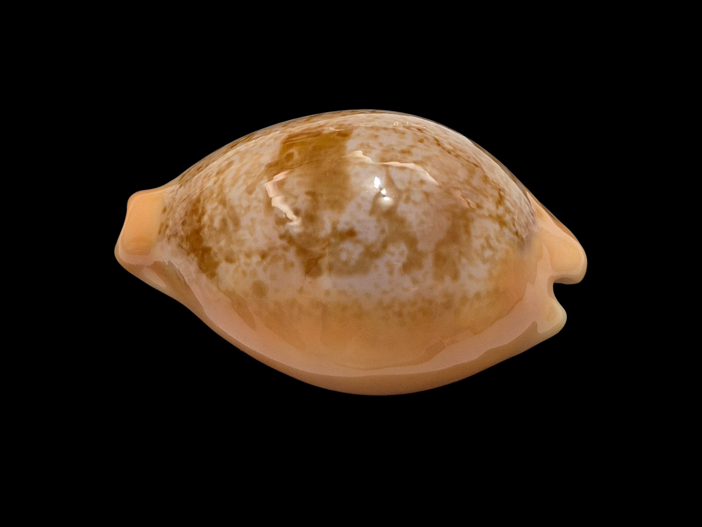 BC184 Austrasiatica langfordi poppeorum - SELECTED - Image 3