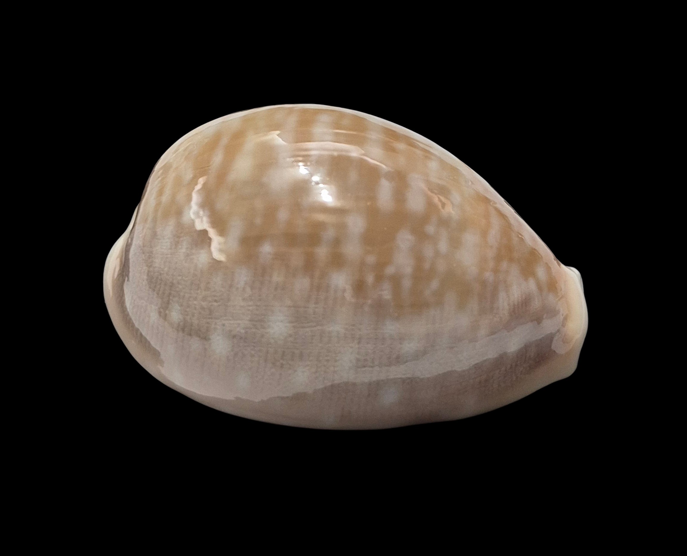 BC414 Lyncina vitellus - Image 2