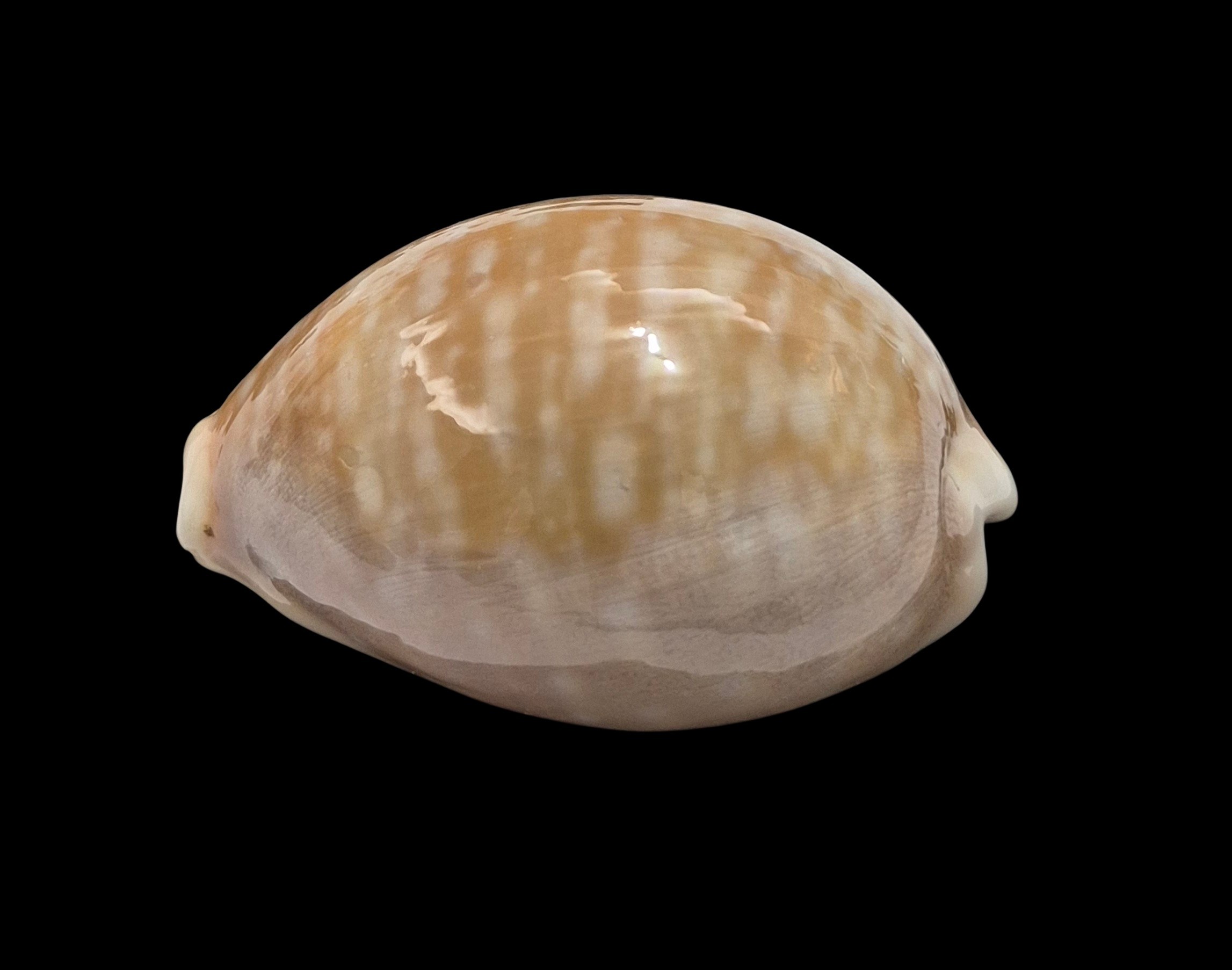 BC414 Lyncina vitellus - Image 3