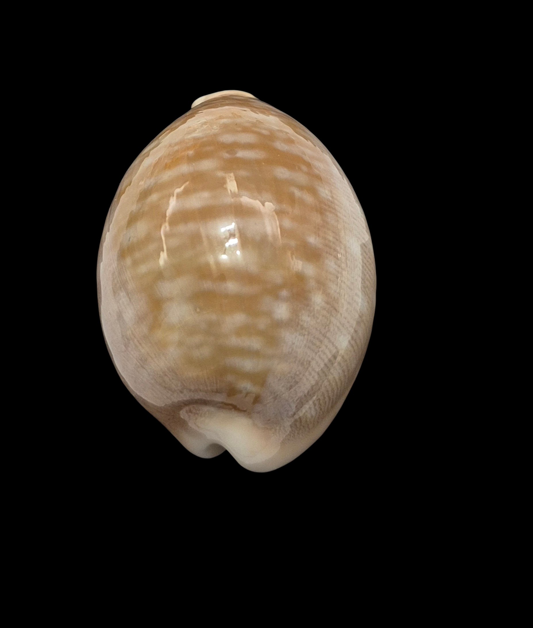 BC414 Lyncina vitellus - Image 4