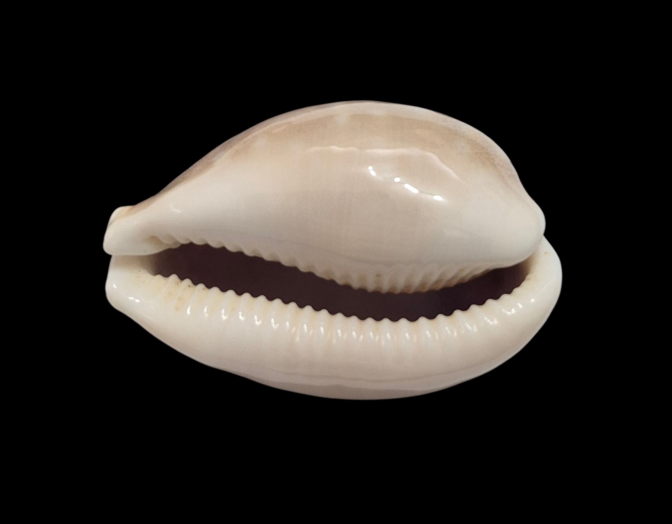 BC414 Lyncina vitellus - Image 5