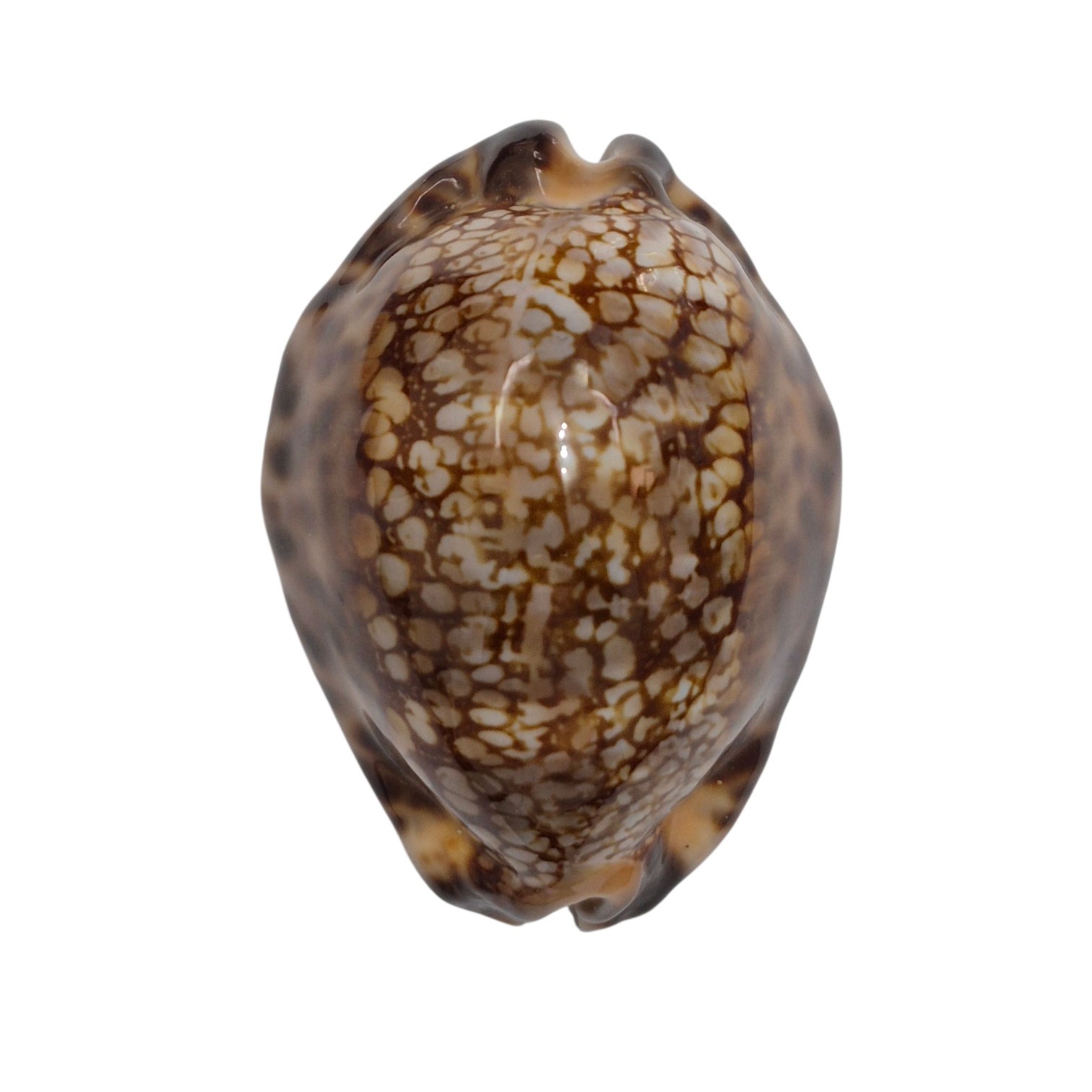 BC208 Mauritia maculifera martybealsi