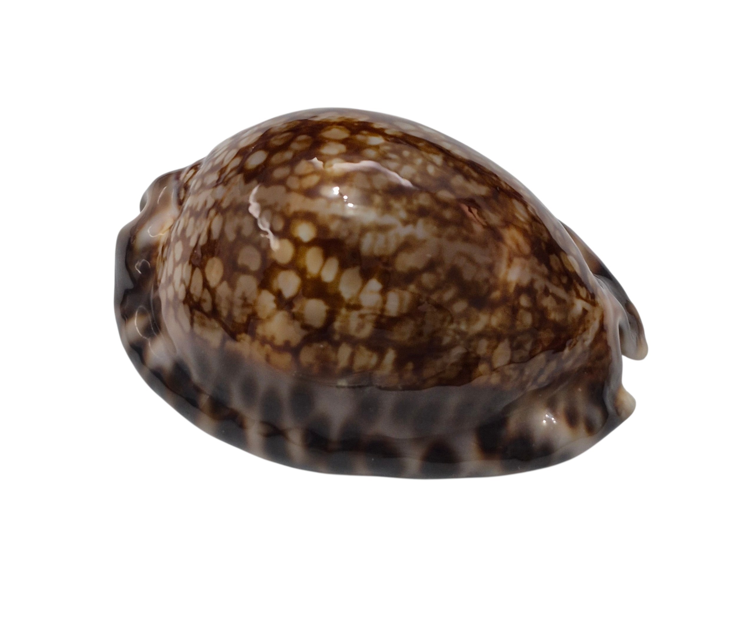 BC430 Mauritia maculifera hawaiiensis - Image 2