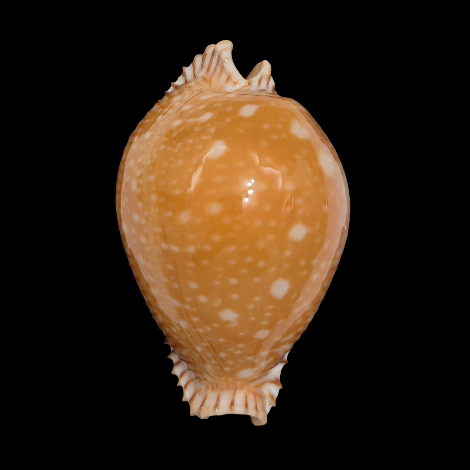 BC240 Perisserosa guttata - BIG SIZE