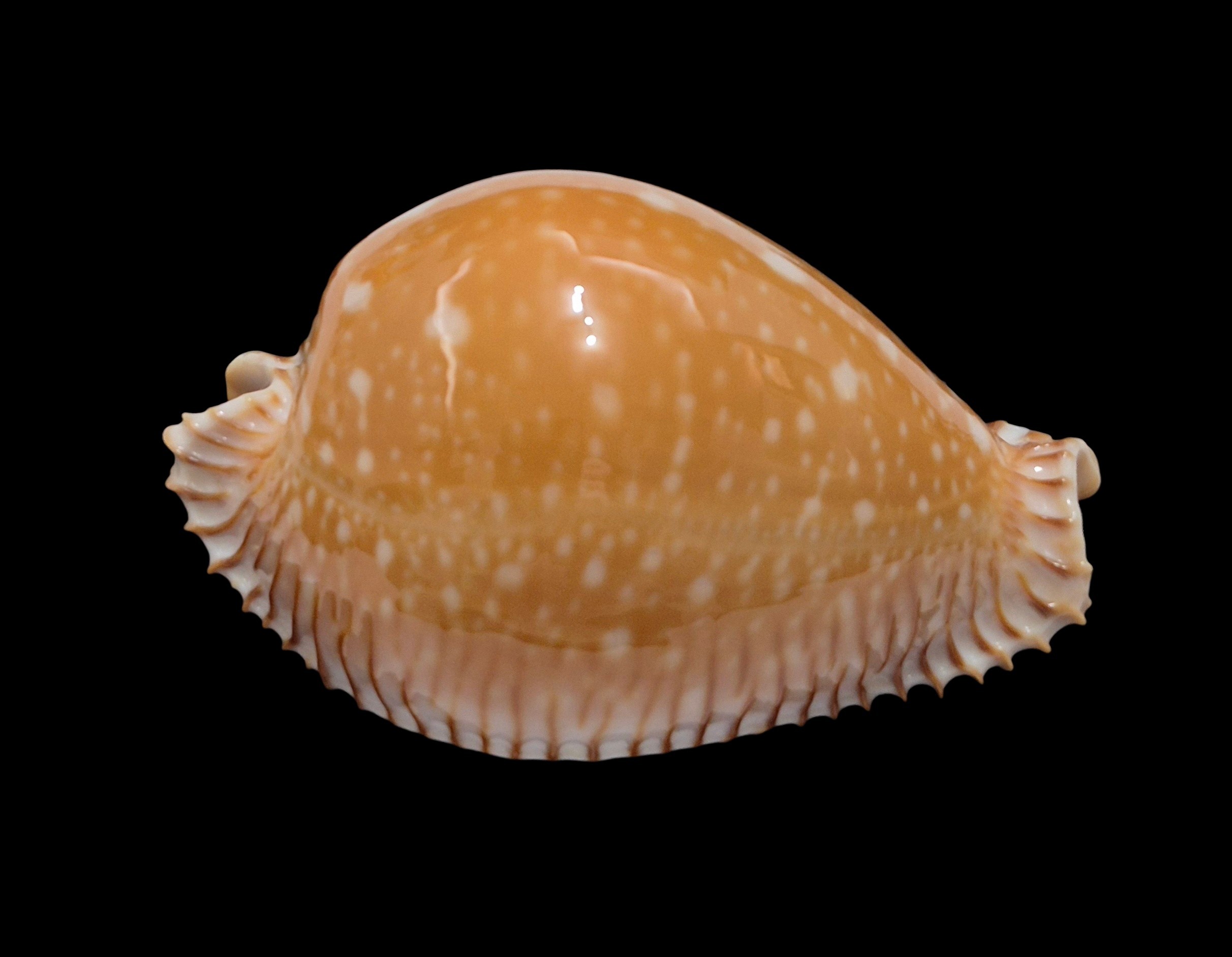 BC240 Perisserosa guttata - BIG SIZE - Image 2