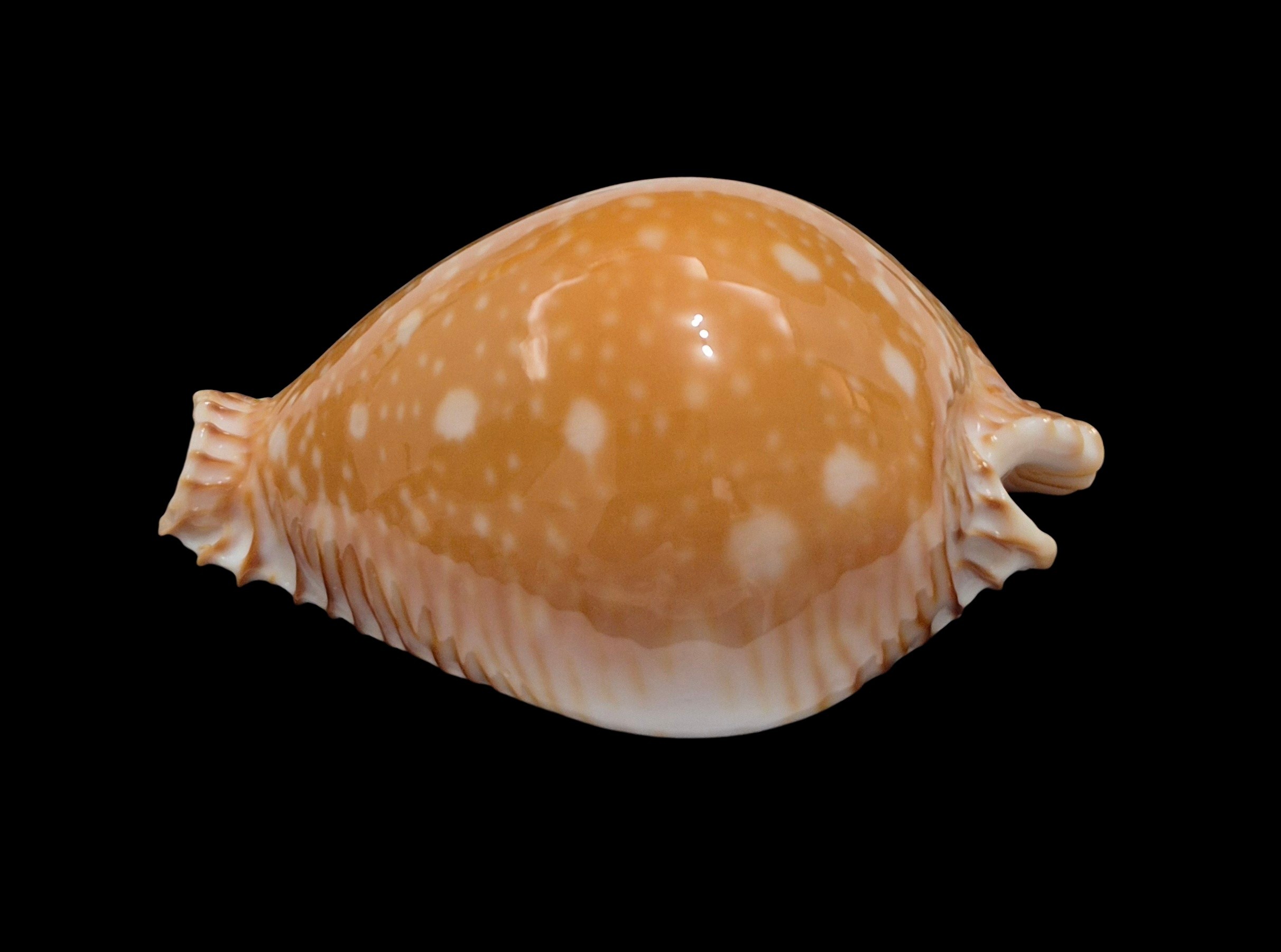 BC240 Perisserosa guttata - BIG SIZE - Image 3