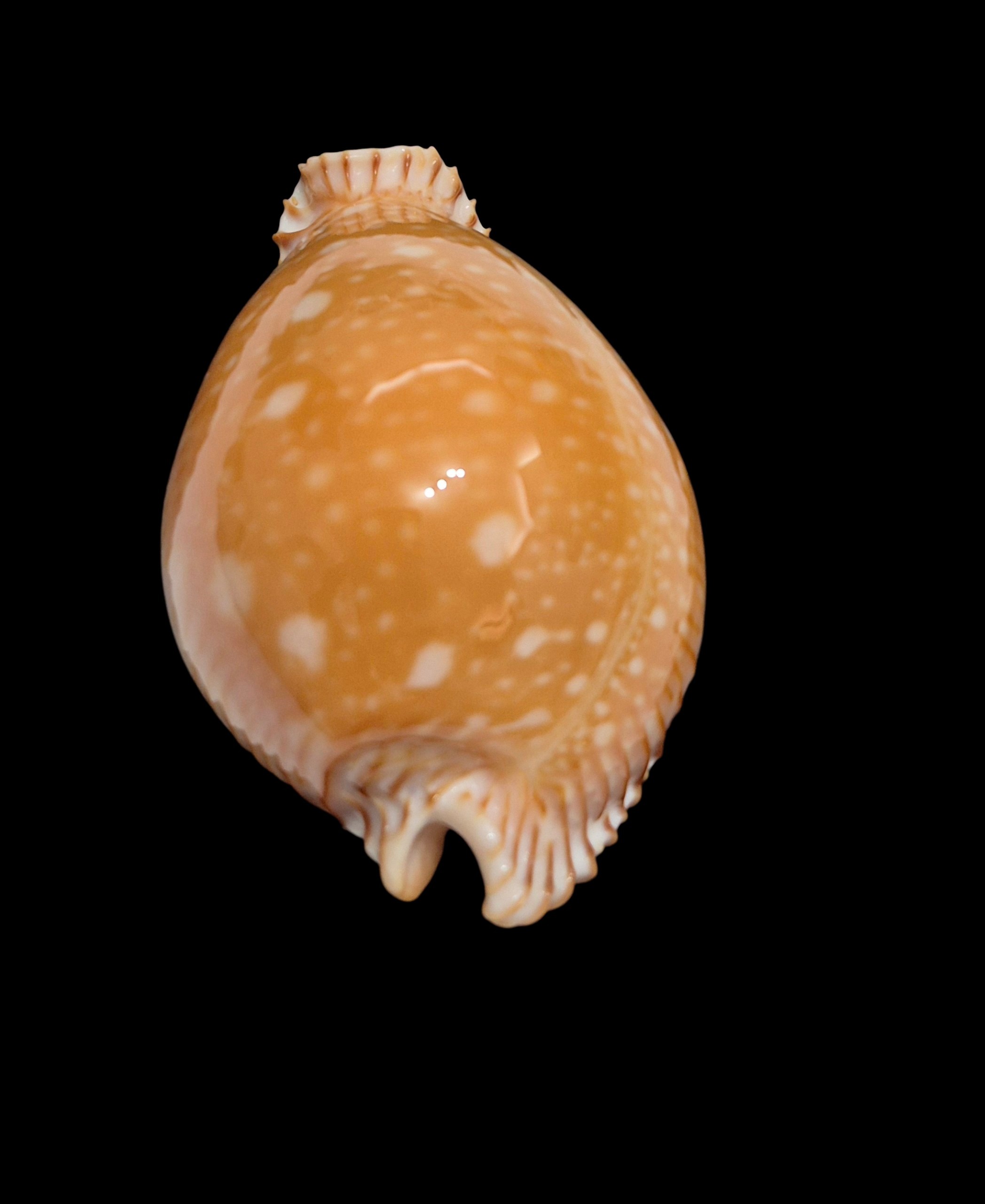 BC240 Perisserosa guttata - BIG SIZE - Image 5