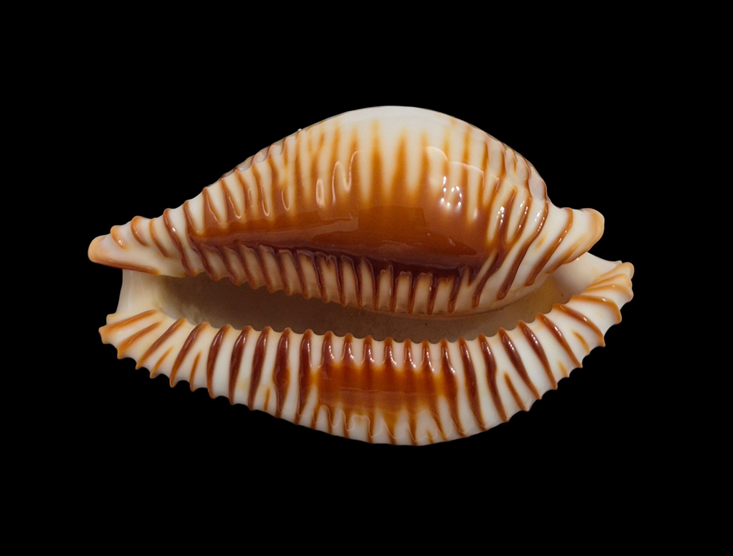BC240 Perisserosa guttata - BIG SIZE - Image 4