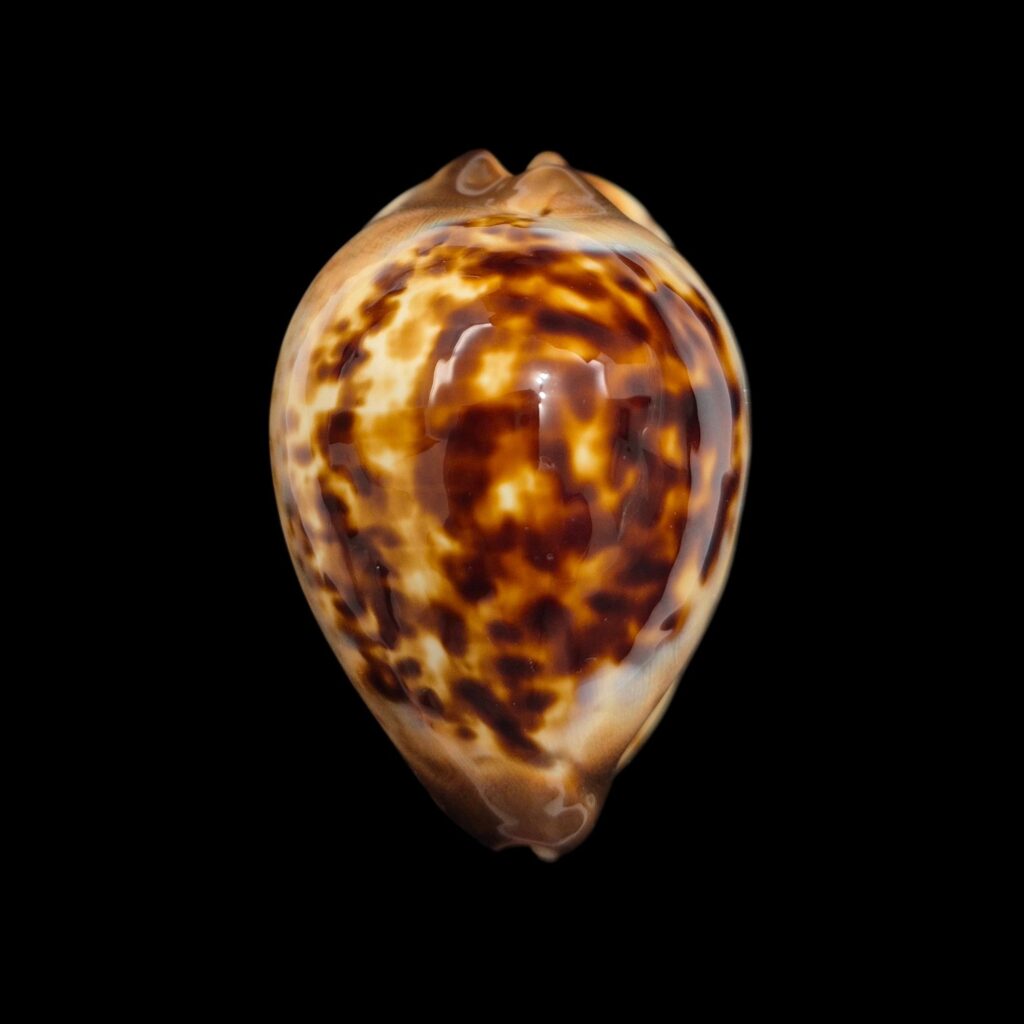 BC087 Zoila eludens