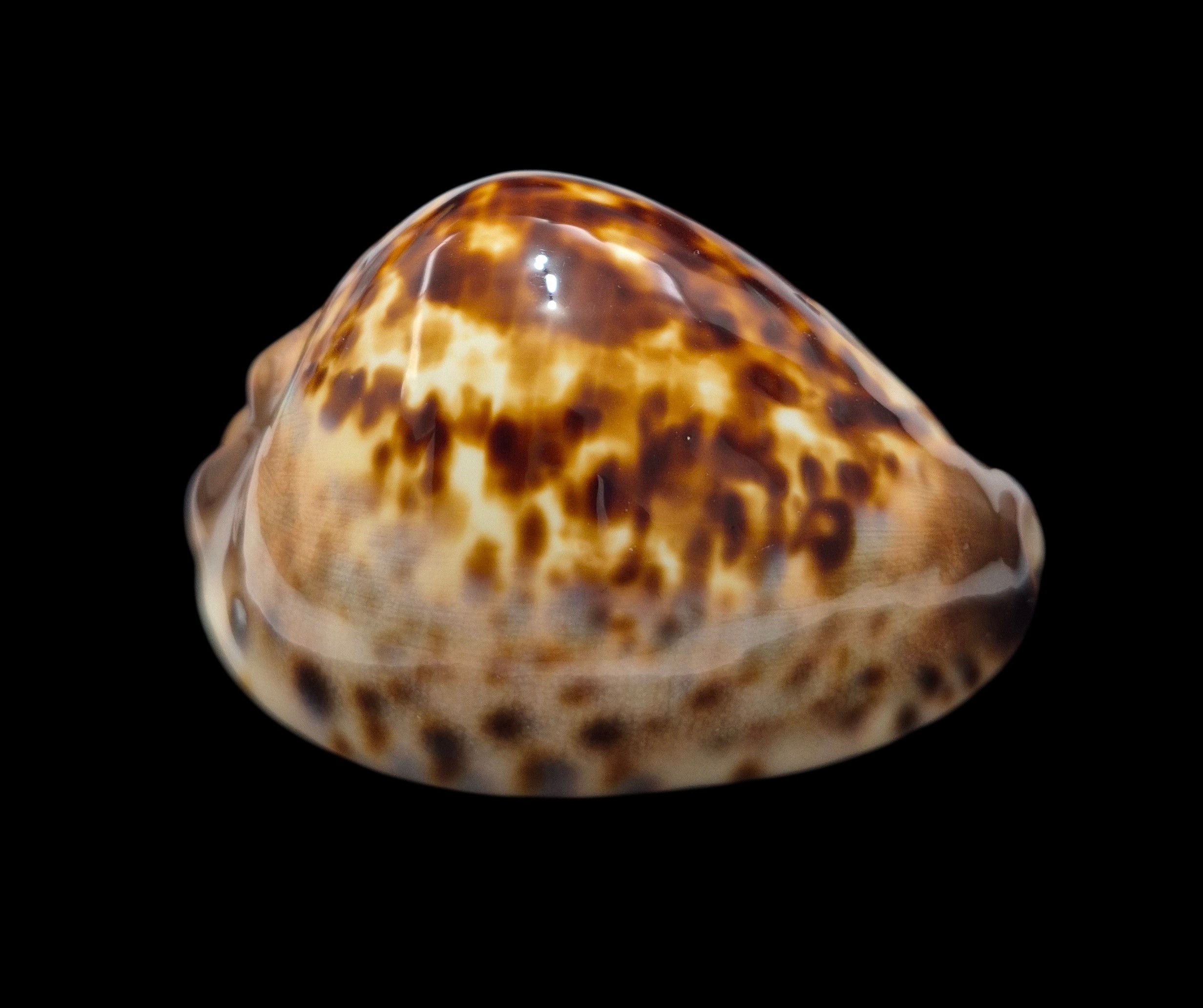 BC087 Zoila eludens - Image 2