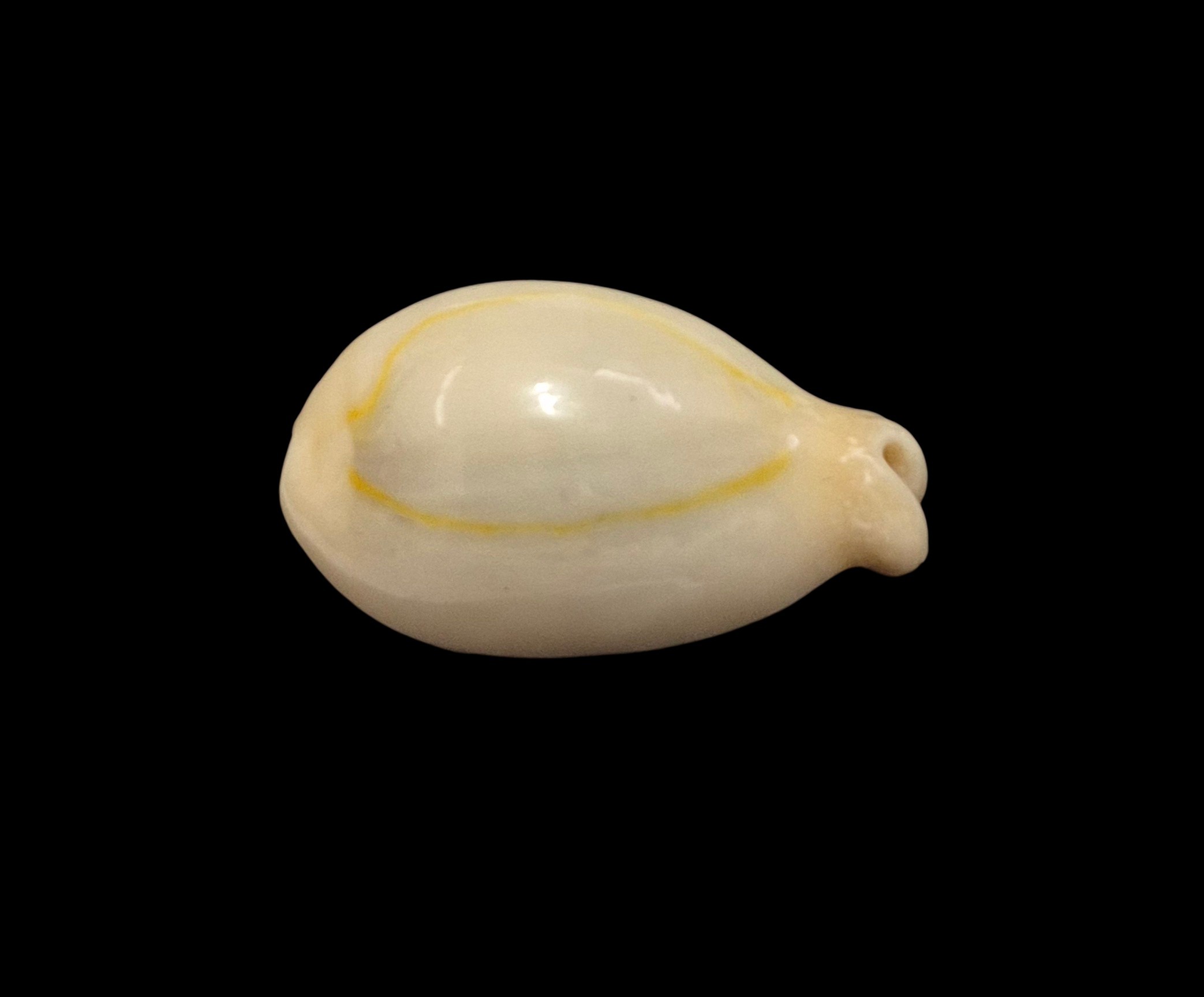 BC107 Monetaria annulus f. appendiculata - Image 2