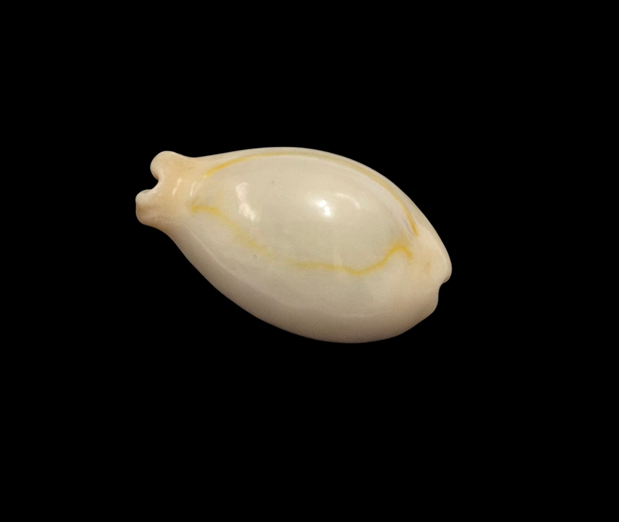 BC107 Monetaria annulus f. appendiculata - Image 3