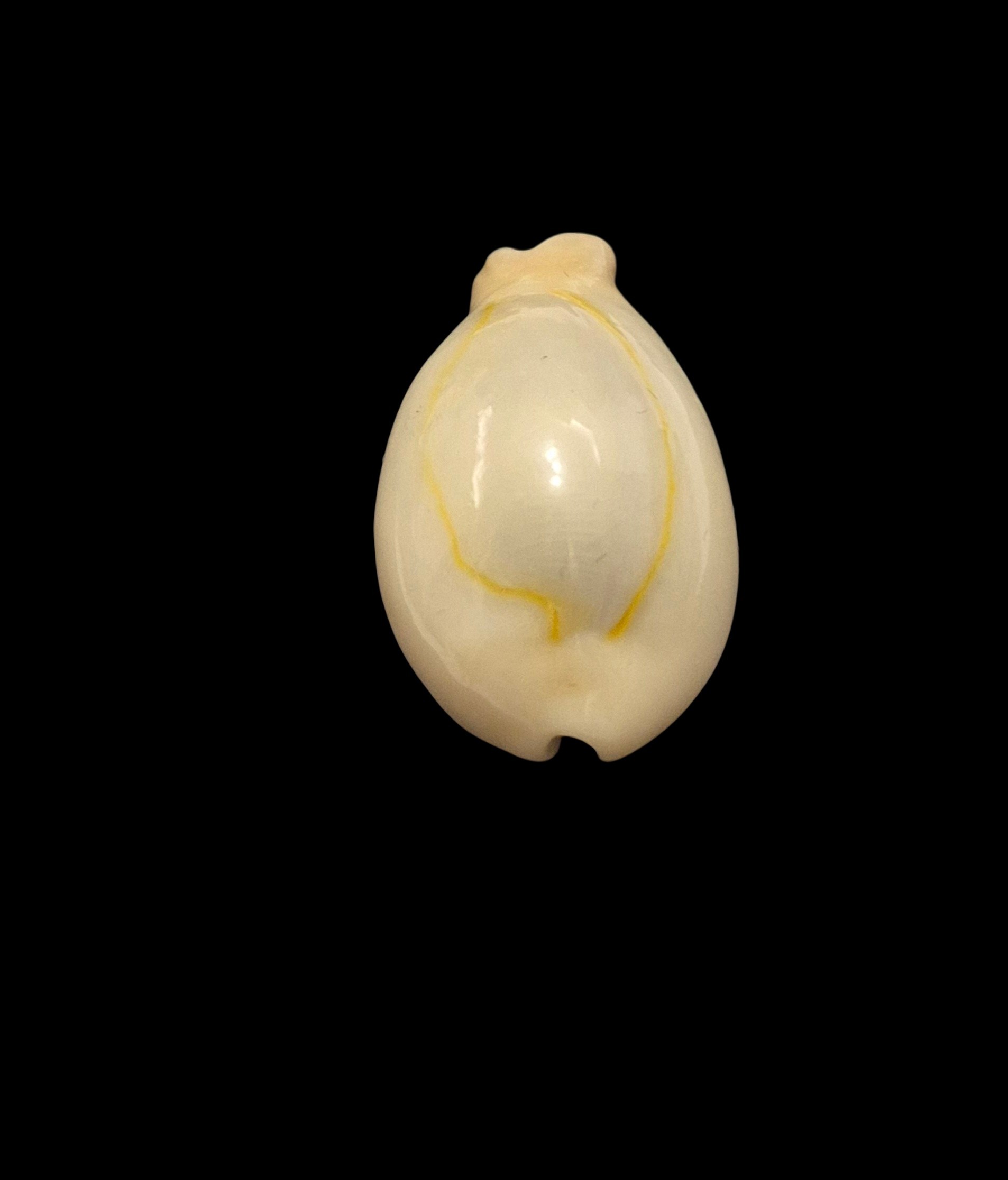 BC107 Monetaria annulus f. appendiculata - Image 4