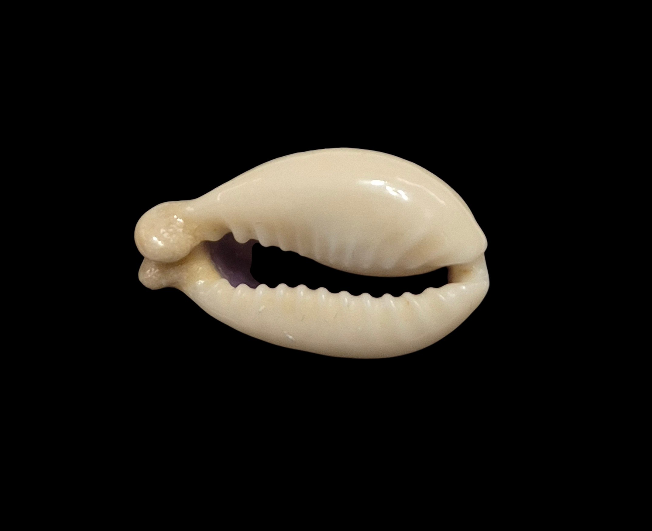 BC107 Monetaria annulus f. appendiculata - Image 5