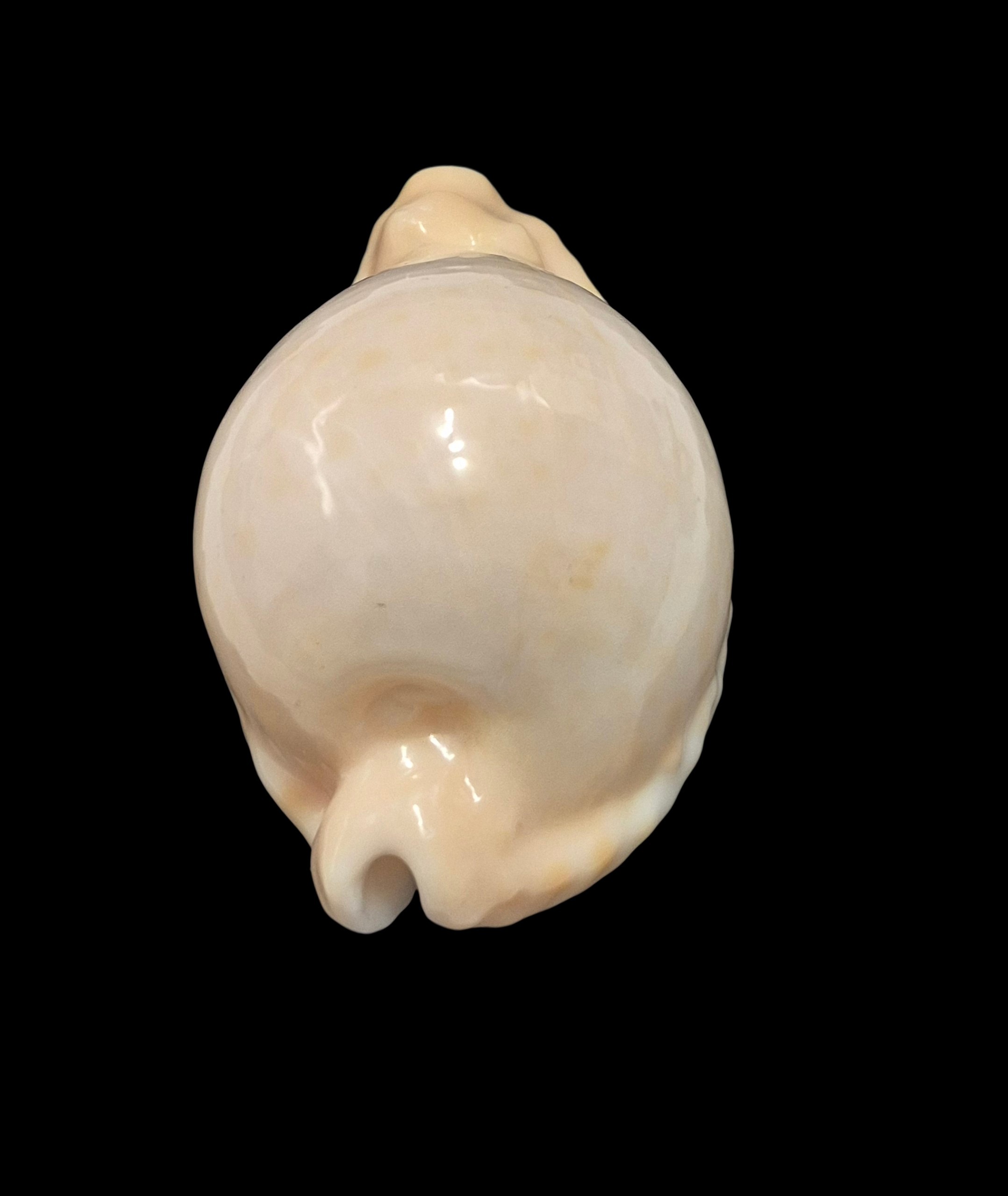 BC019 Umbilia capricornica - SELECTED - Image 4
