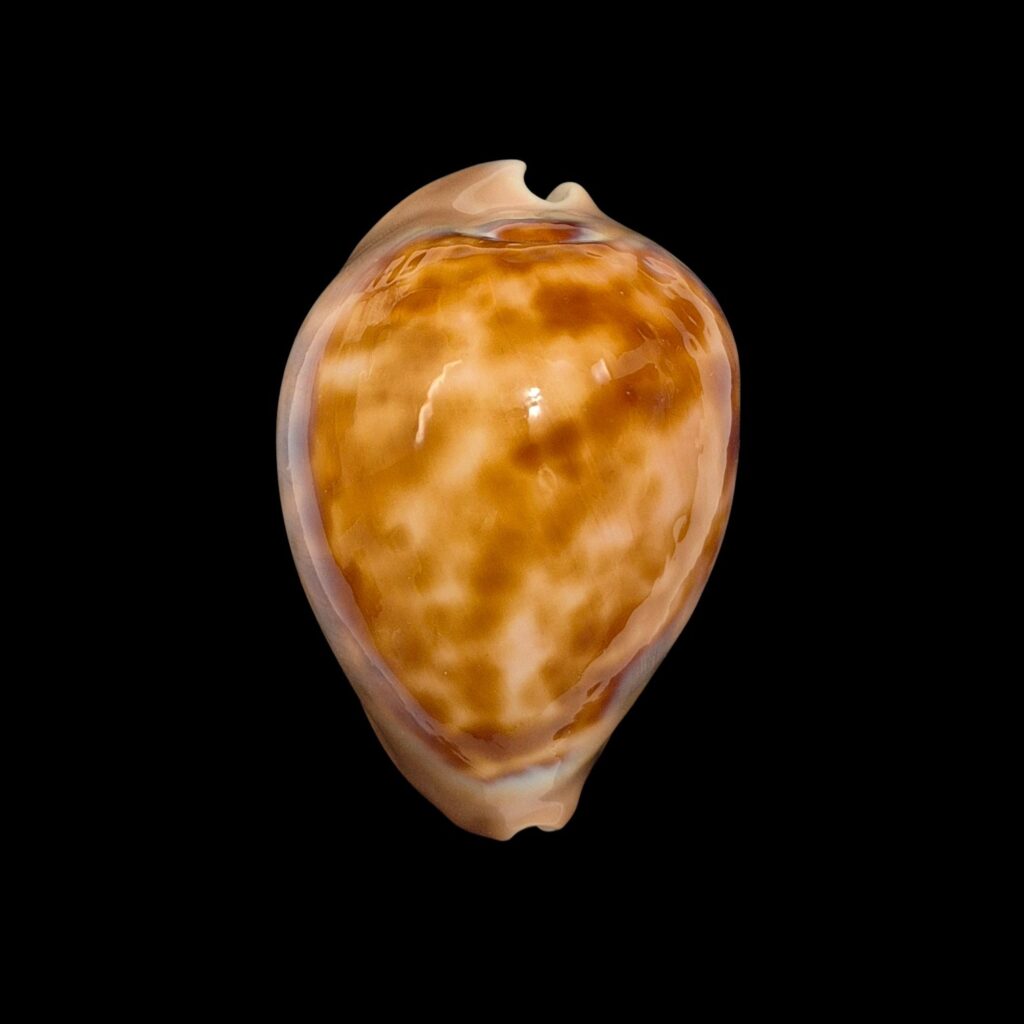 BC108 Zoila venusta roseopunctata