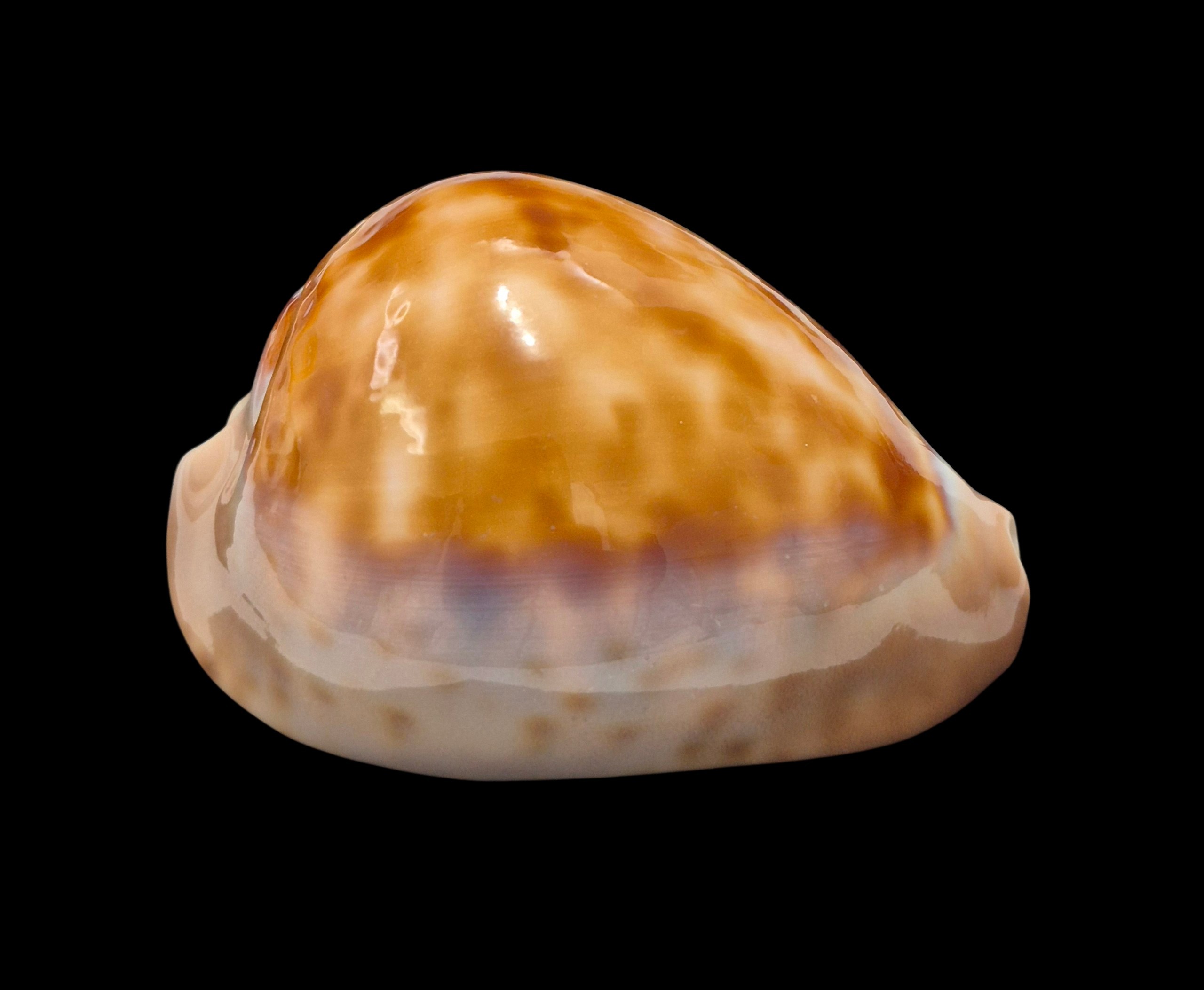 BC108 Zoila venusta roseopunctata - Image 2