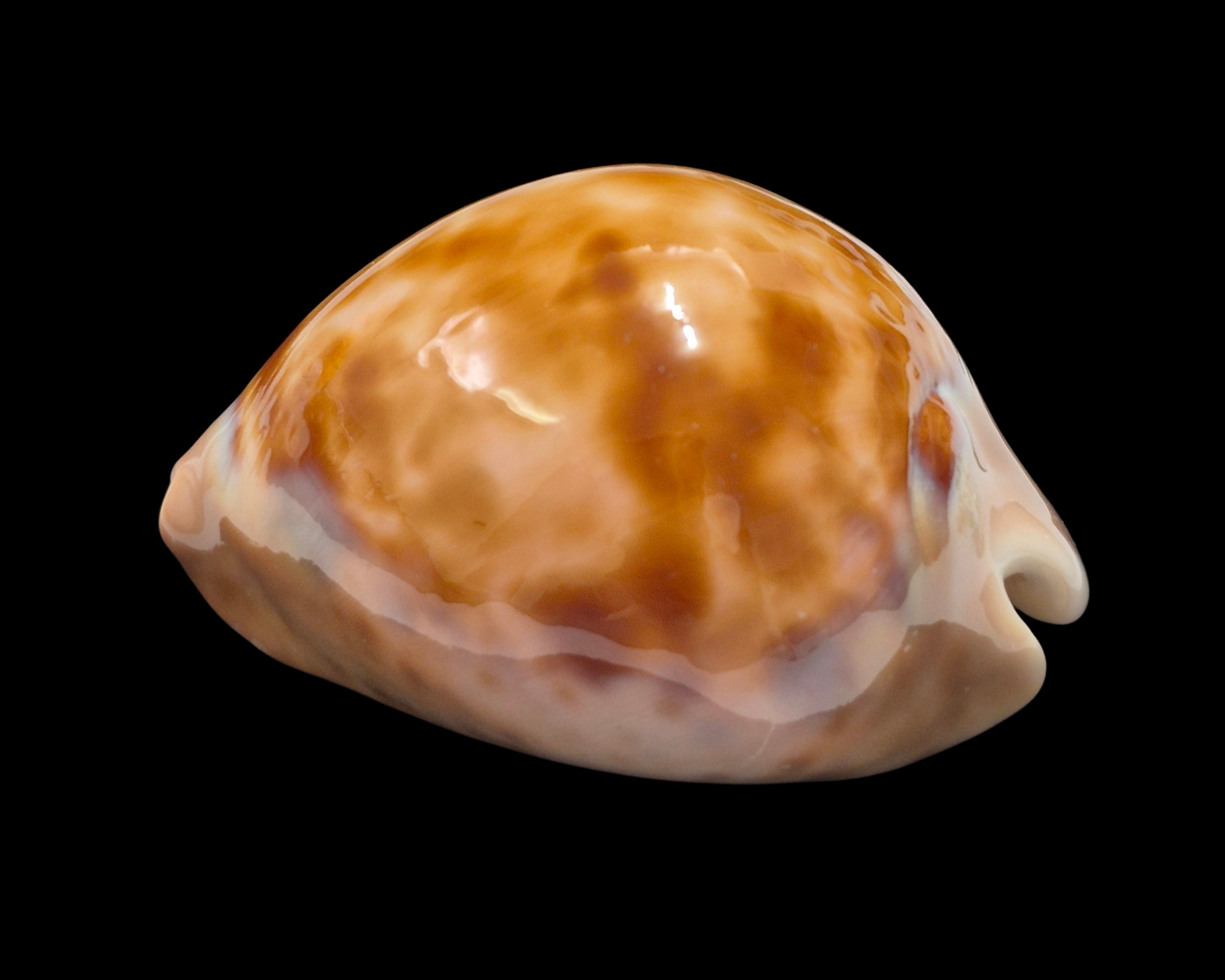 BC108 Zoila venusta roseopunctata - Image 3
