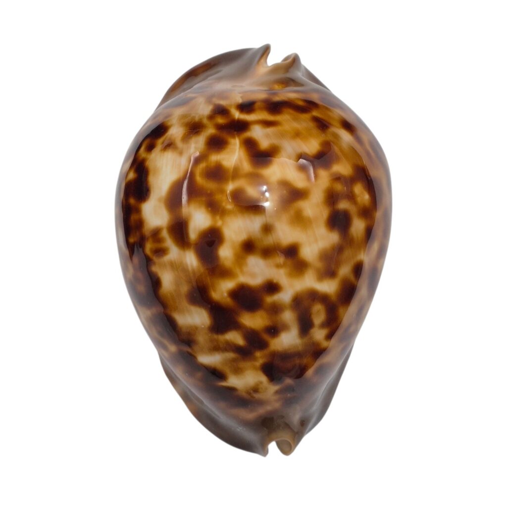 BC352 Zoila thersites - LARGE and HEAVY