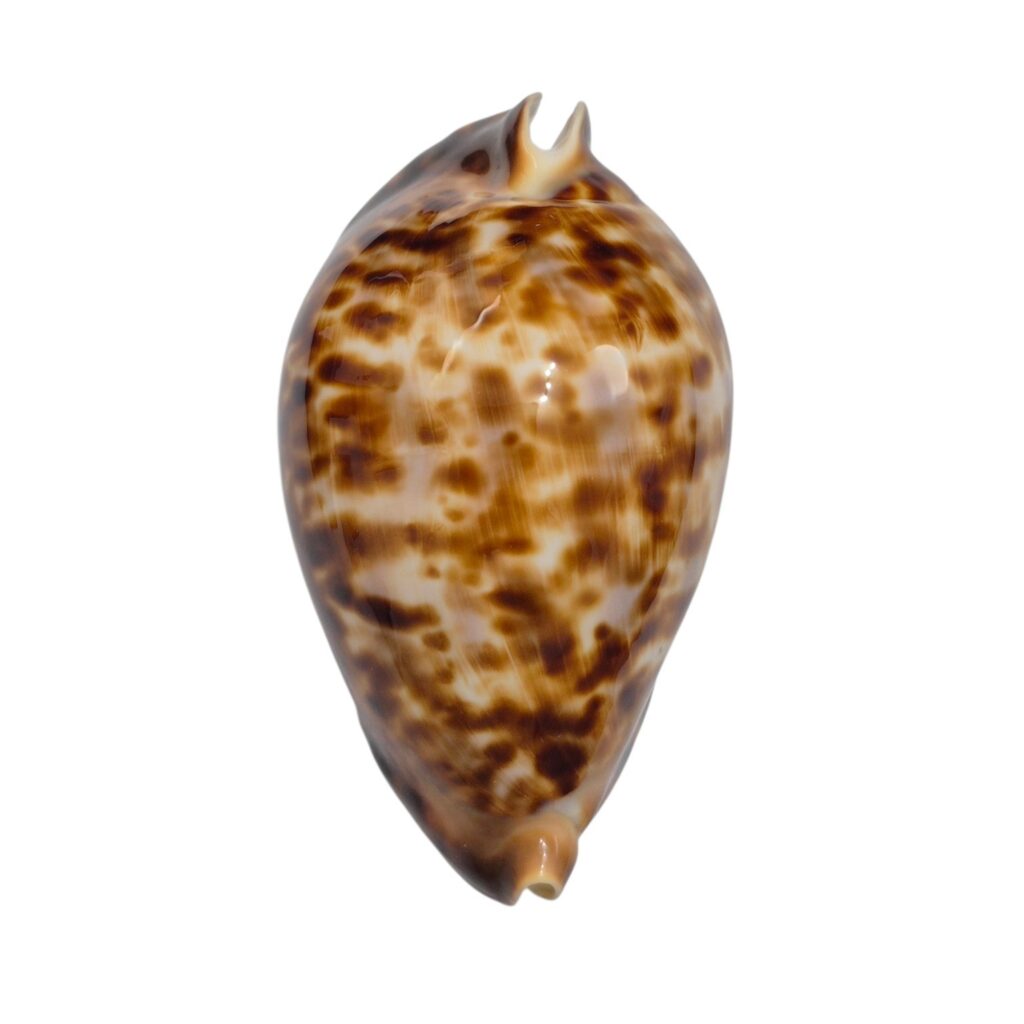 BC441 Zoila friendi cf insulata