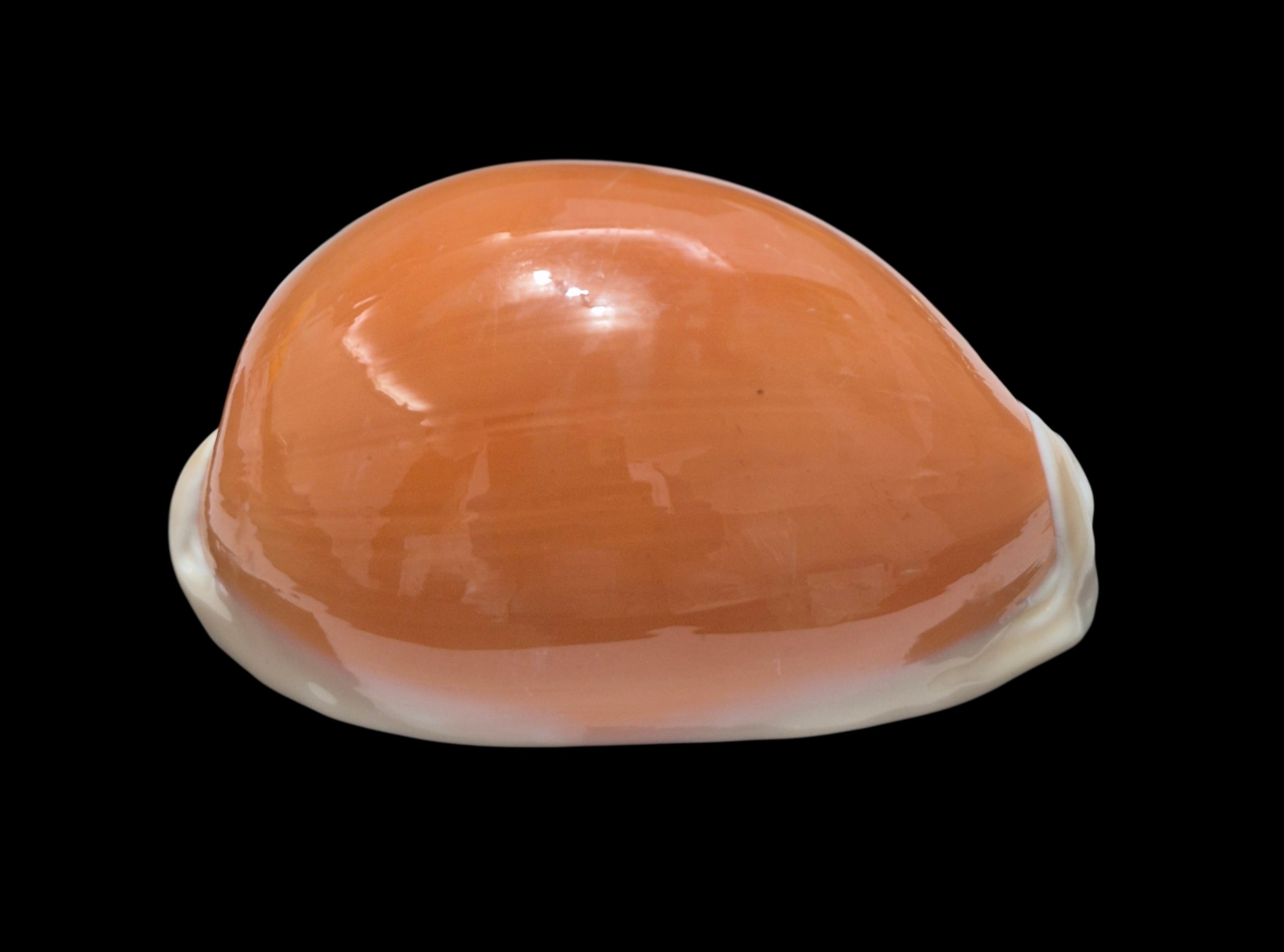 BC283 Callistocypraea aurantium - Image 2