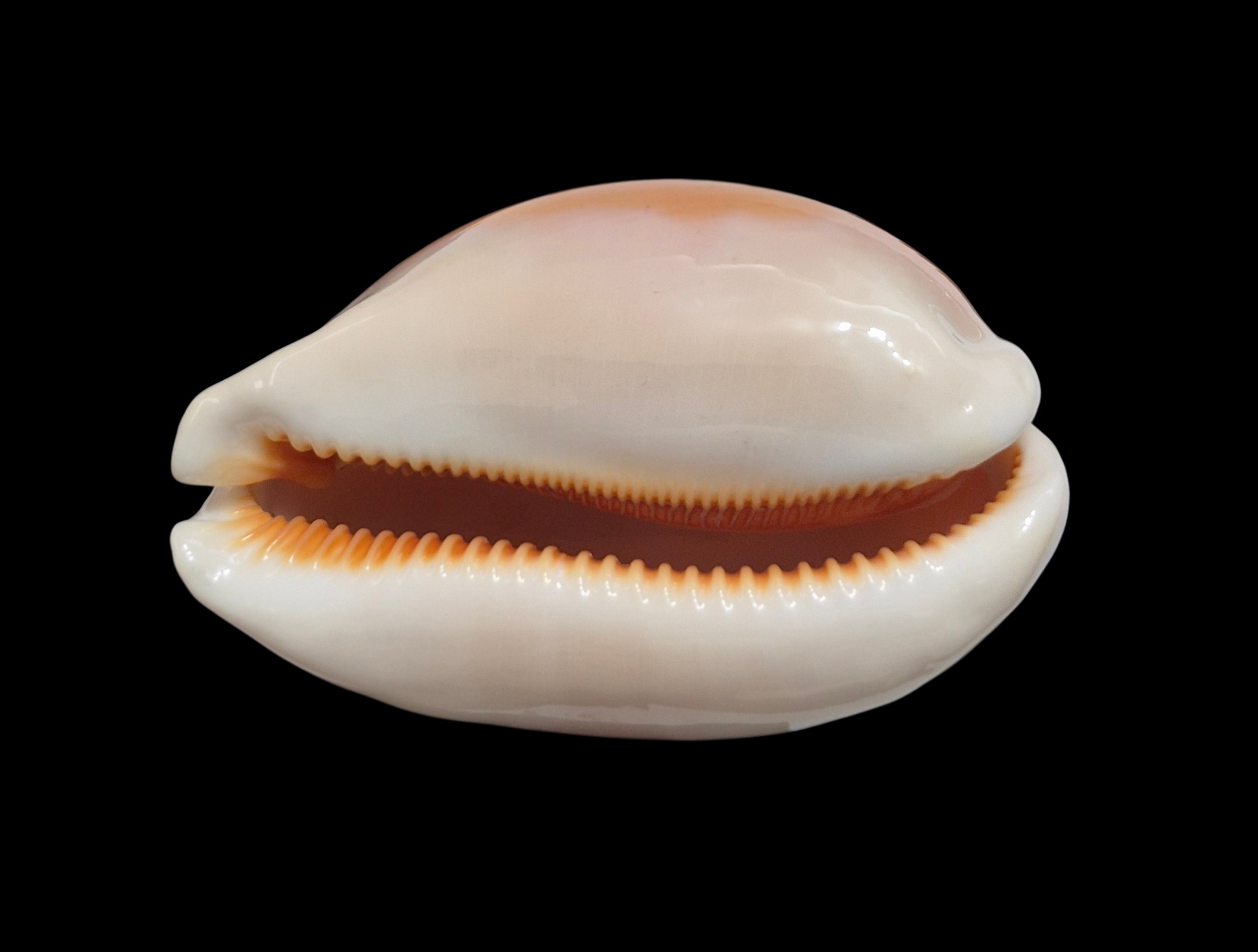 BC283 Callistocypraea aurantium - Image 5