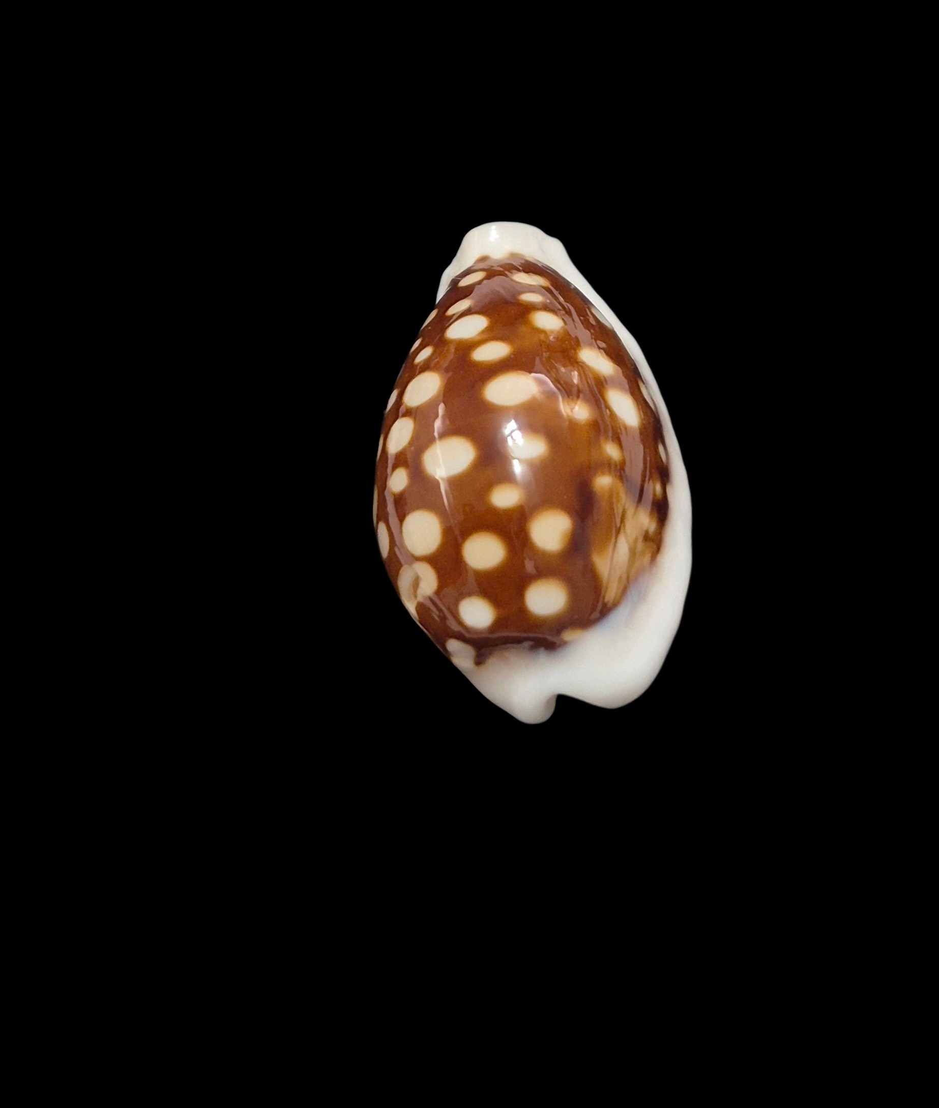 BC510 Cribrarula exmouthensis - Image 4