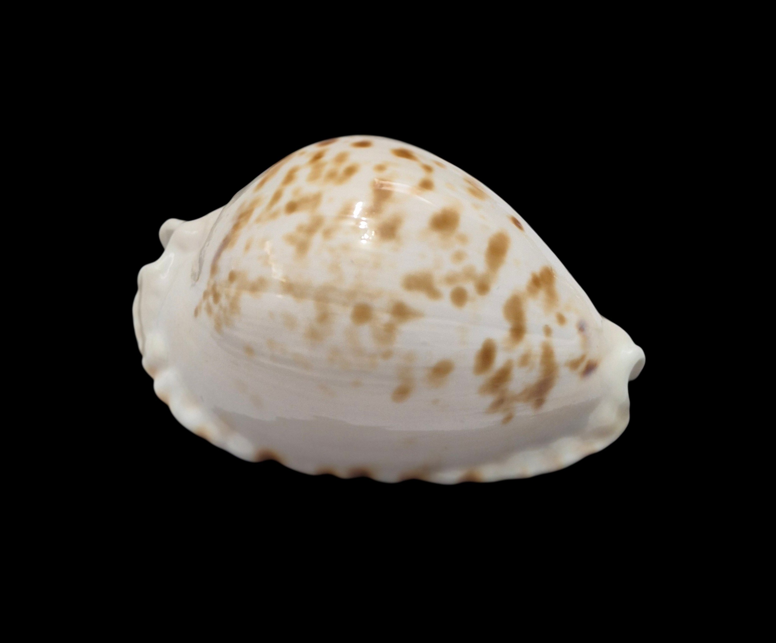 BC122 Zoila marginata orientalis f. raybaudii - Image 2