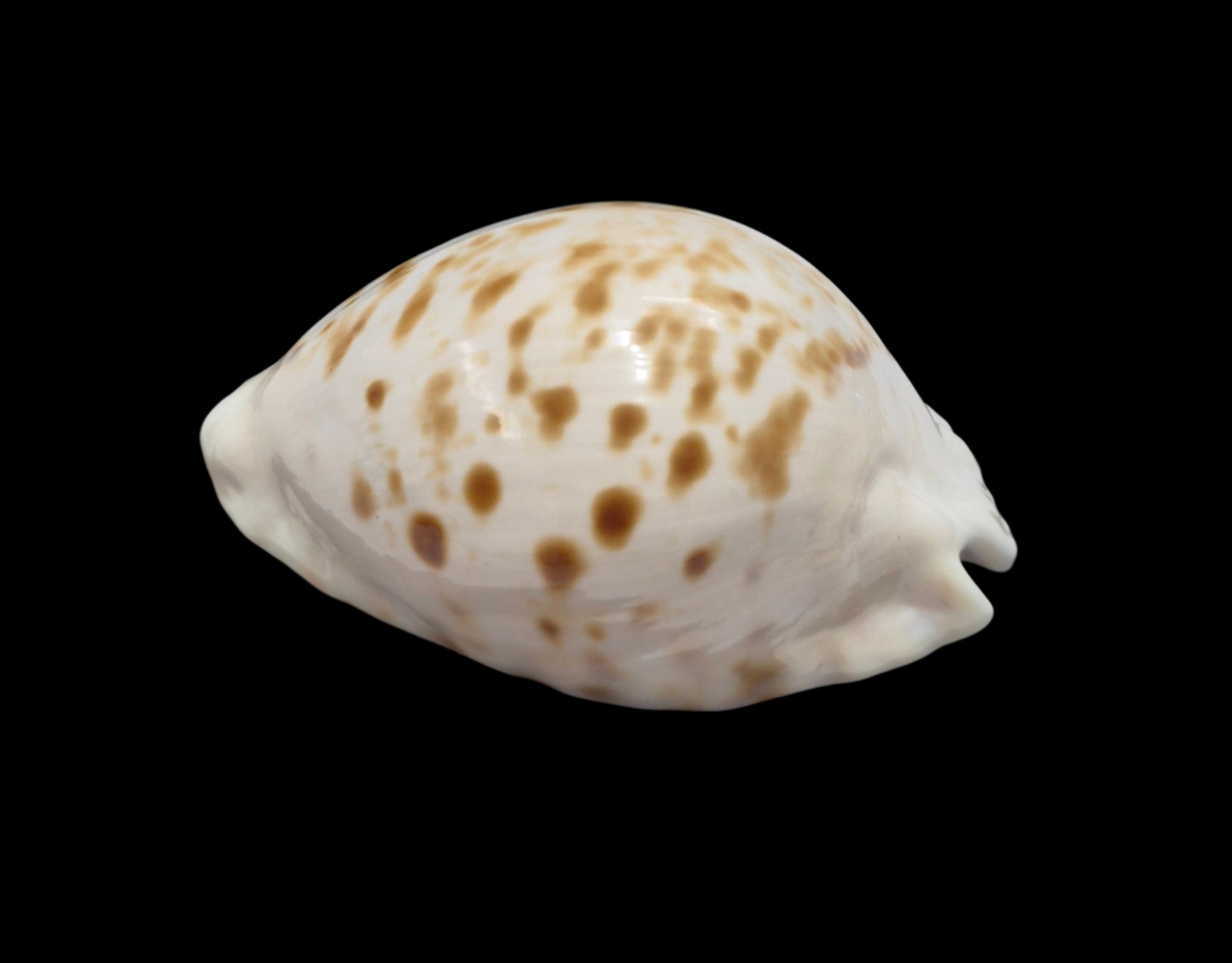 BC122 Zoila marginata orientalis f. raybaudii - Image 3