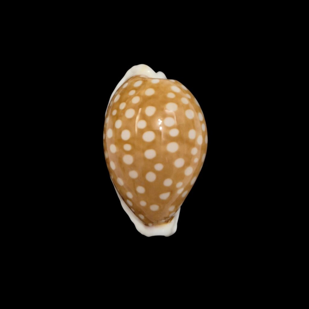 BC390 Cribrarula rottnestensis