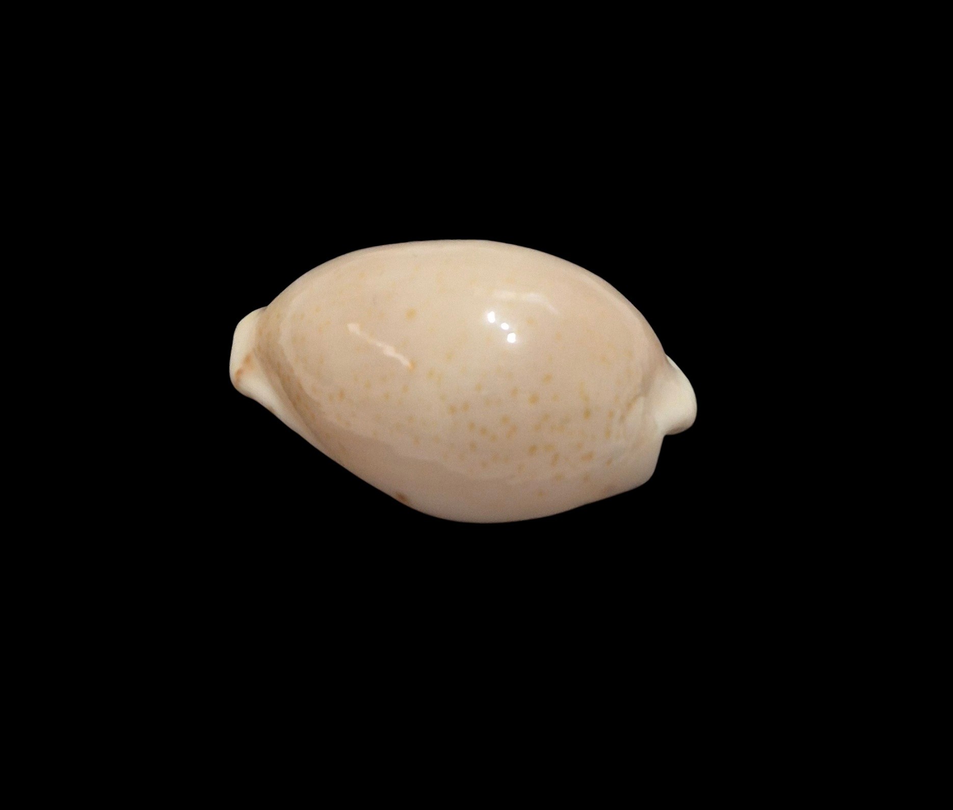 BC587 Notocypraea declivis - Image 2