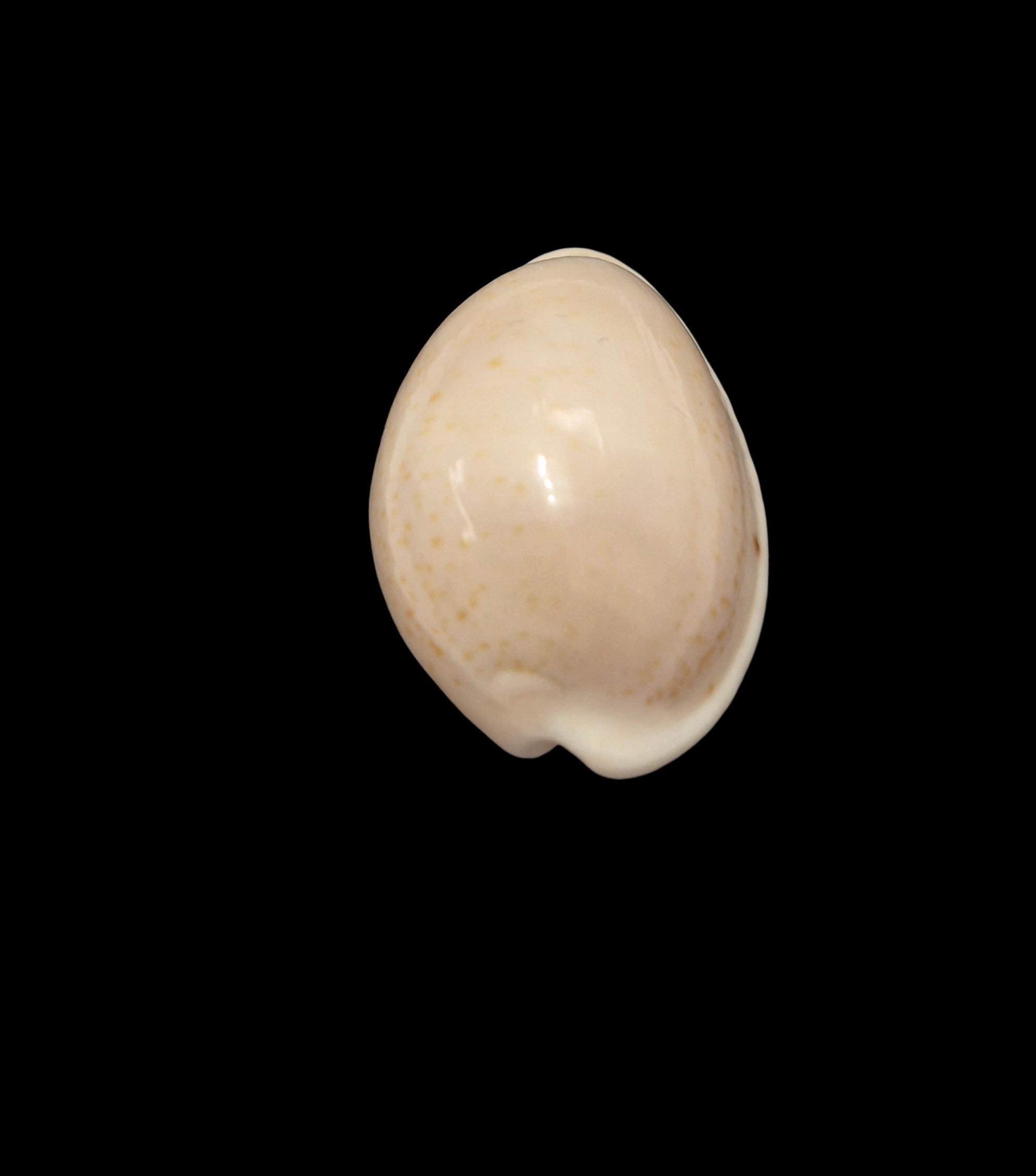 BC587 Notocypraea declivis - Image 3