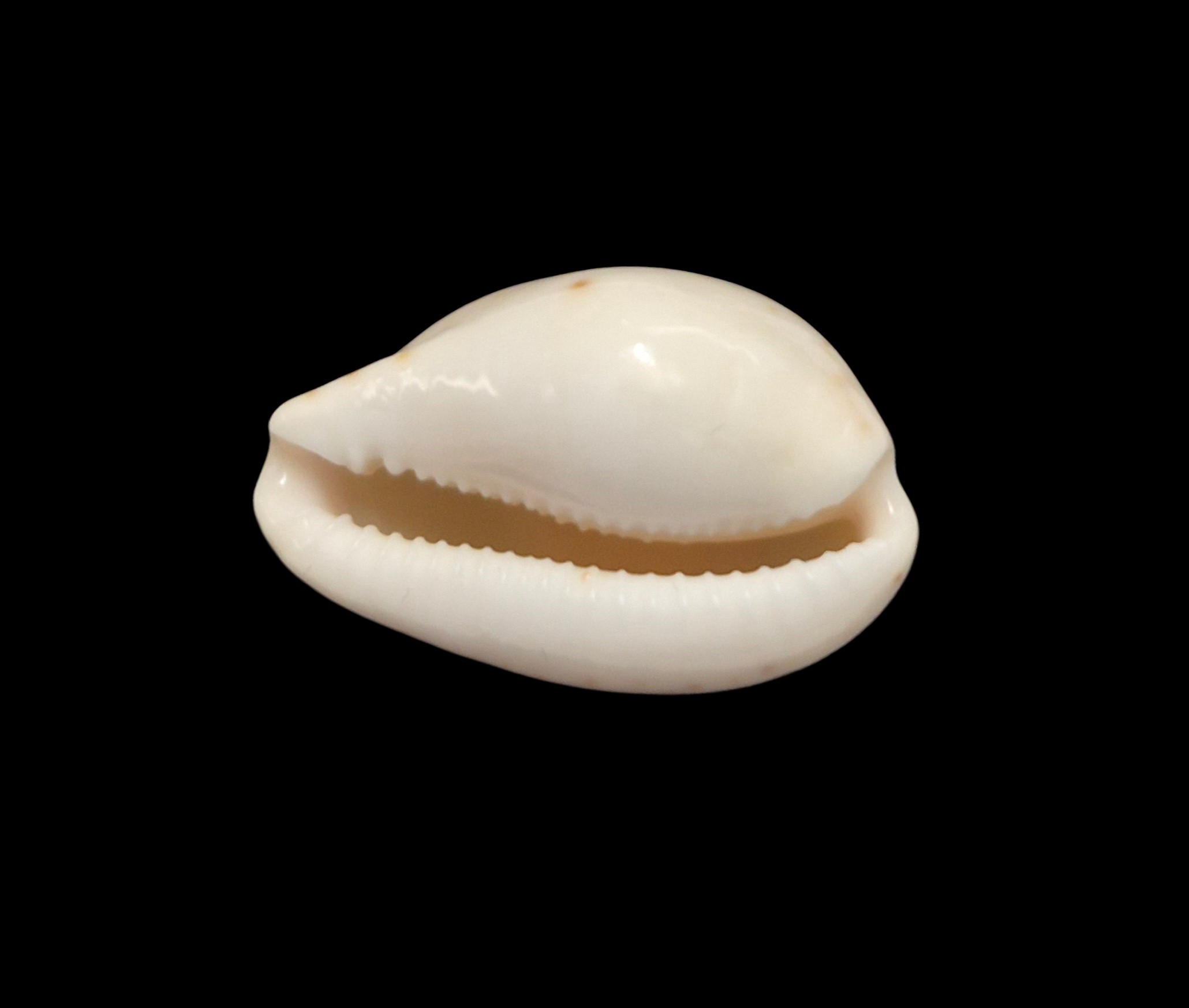 BC587 Notocypraea declivis - Image 4