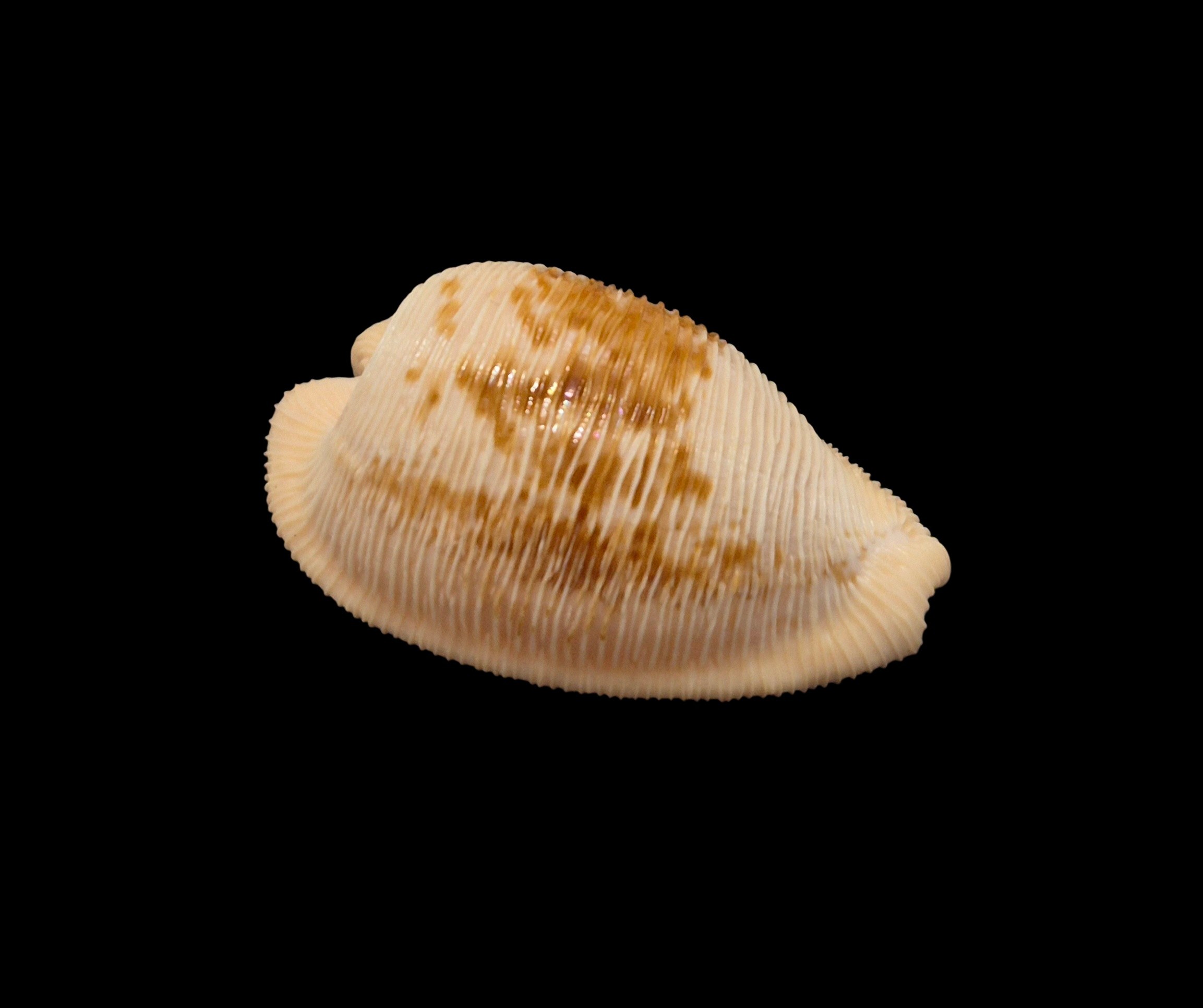 BC264 Cypraeovula capensis - Image 2