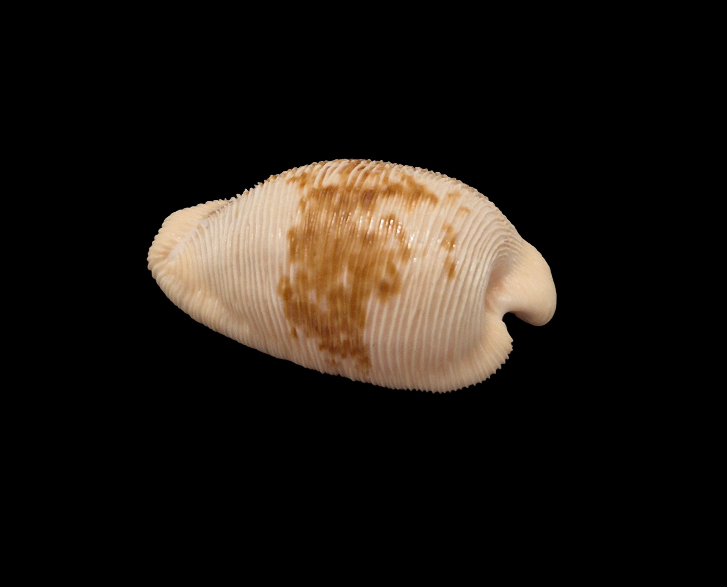 BC264 Cypraeovula capensis - Image 3