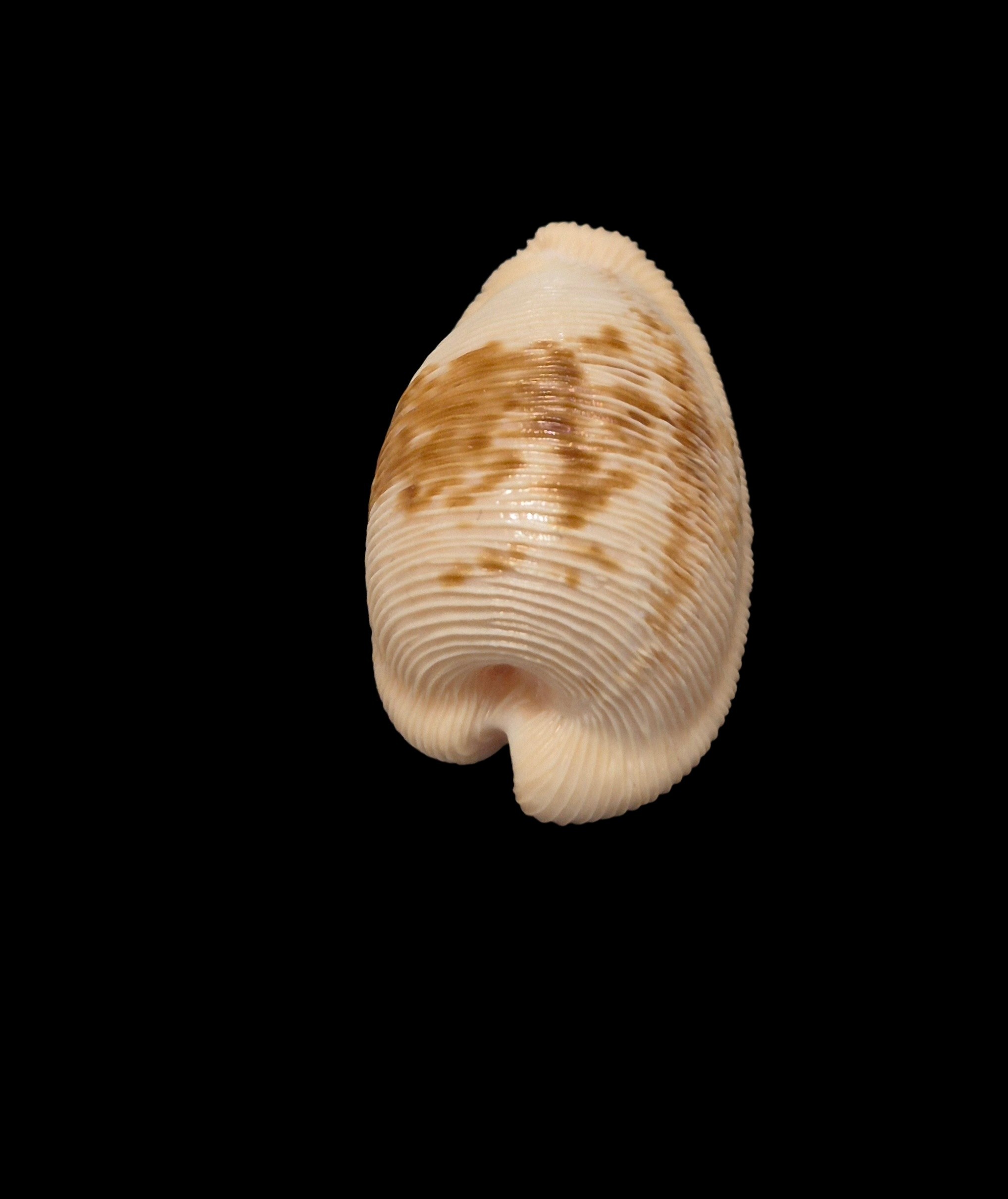 BC264 Cypraeovula capensis - Image 4