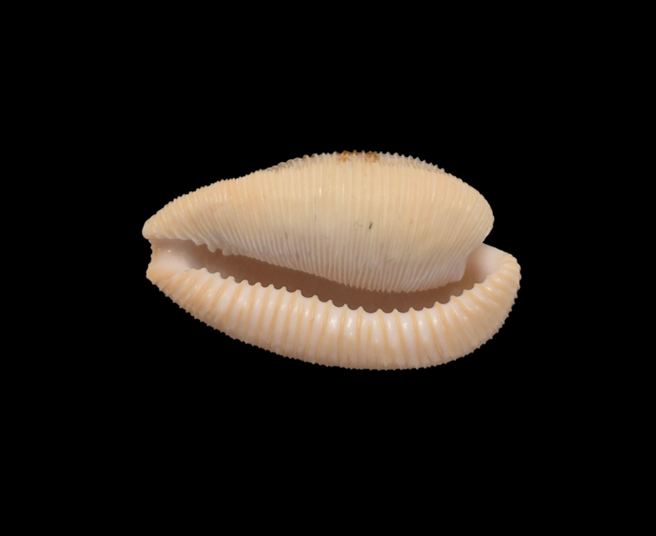BC264 Cypraeovula capensis - Image 5