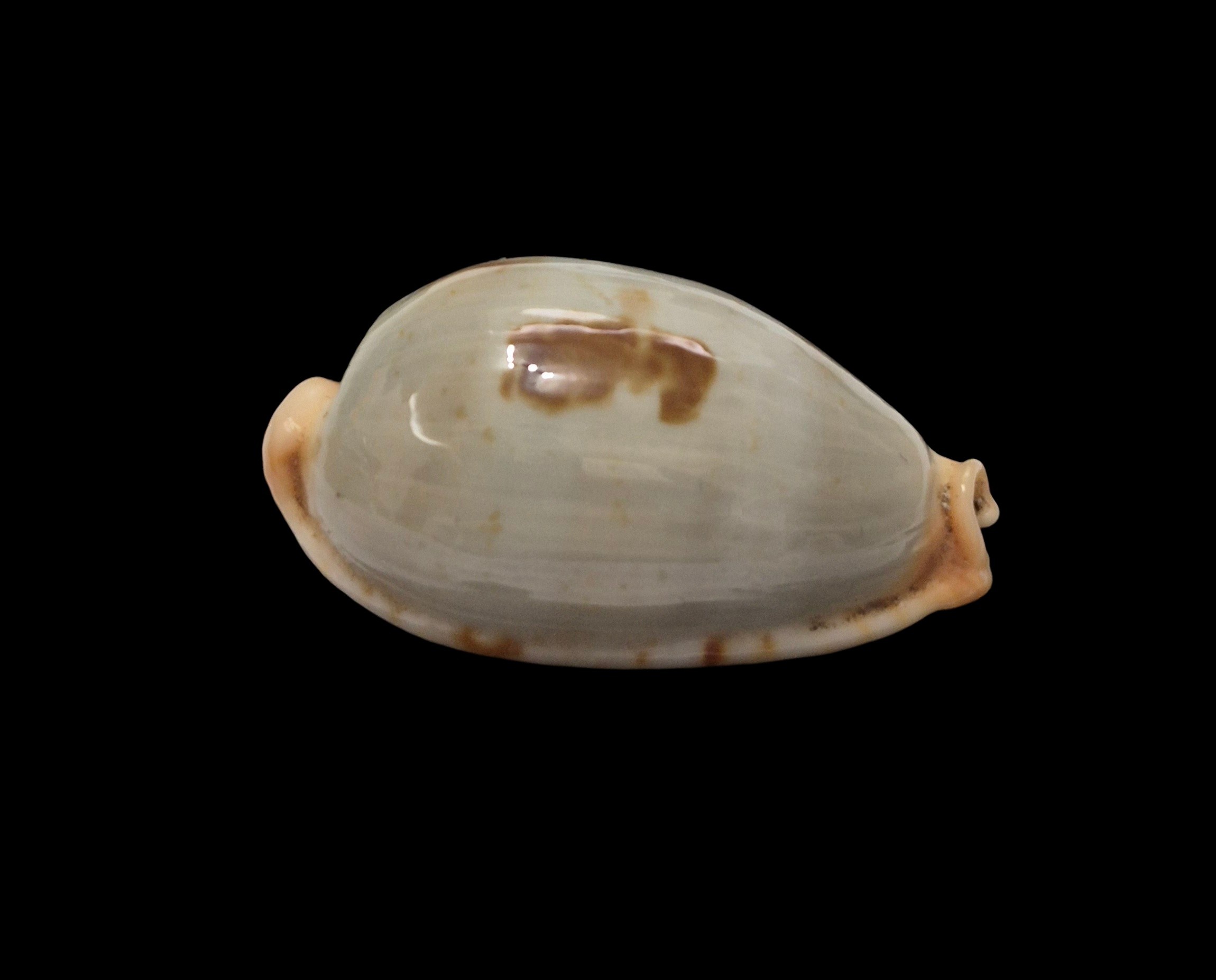 BC522 Bistolida diauges - BIG SIZE - Image 2