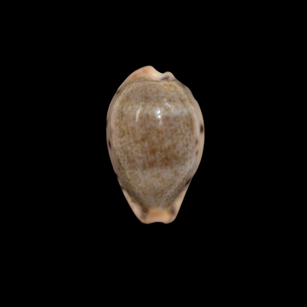 BC560 Erronea xanthodon - SELECTED