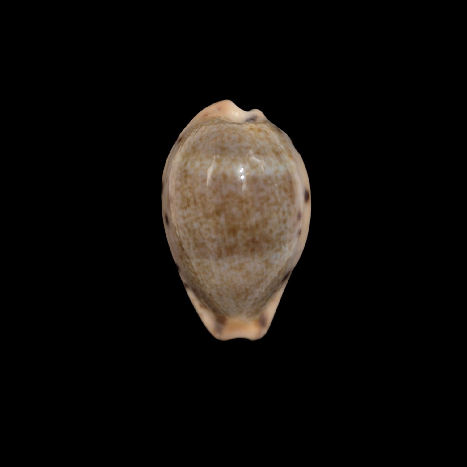 BC560 Erronea xanthodon - SELECTED